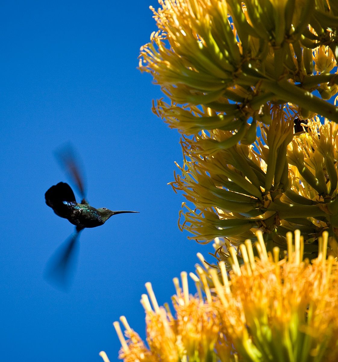 Humming bird 4