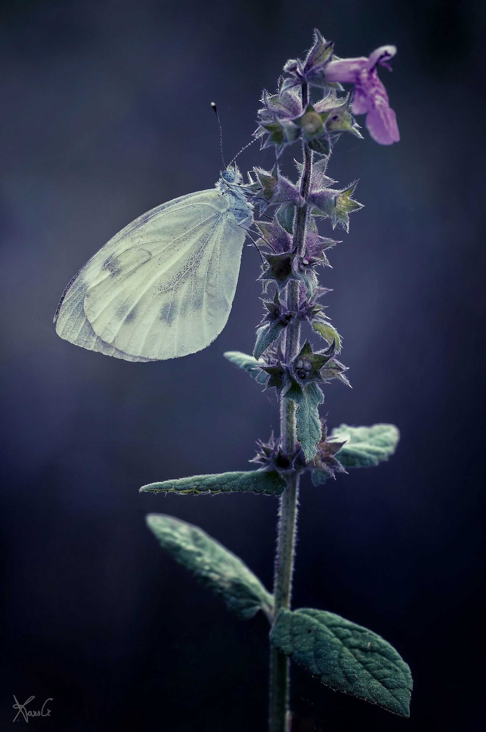 From the moon to the Piera