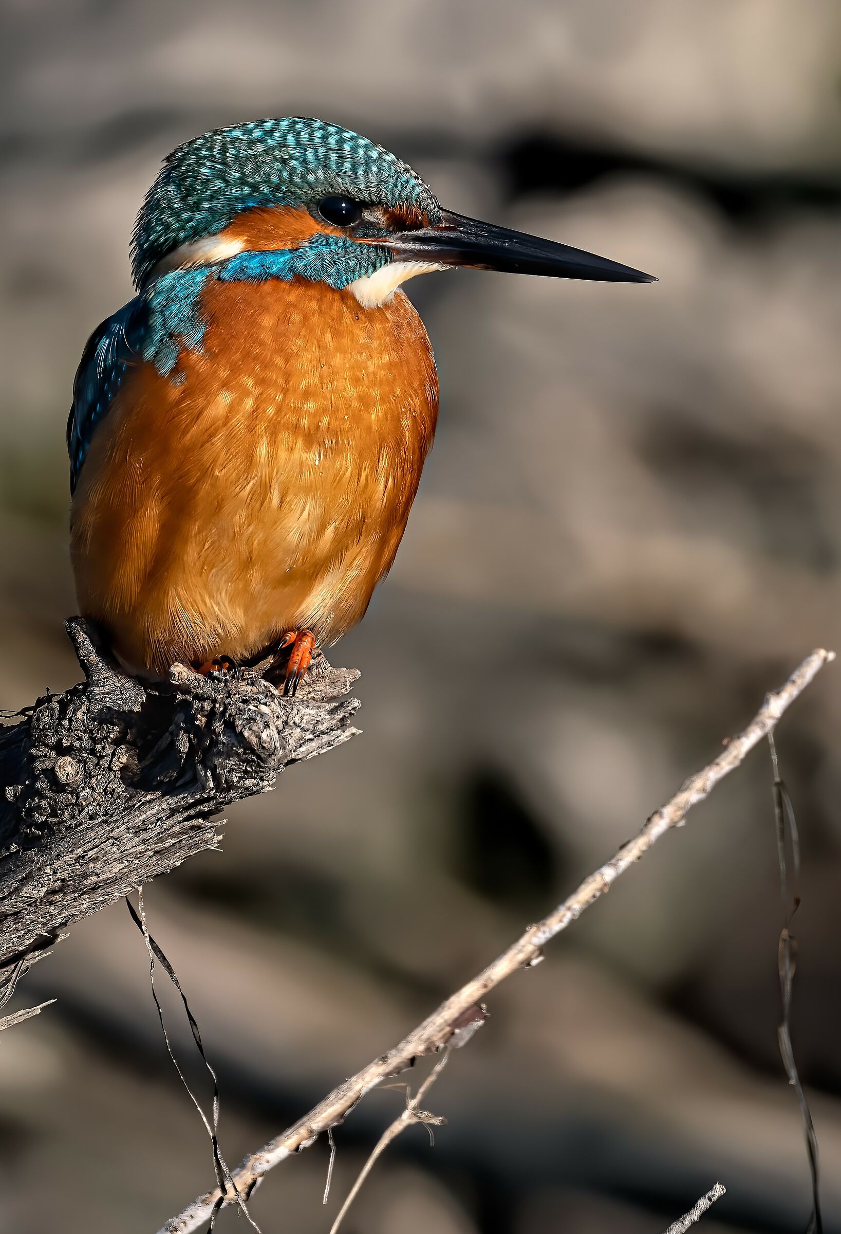 Kingfisher