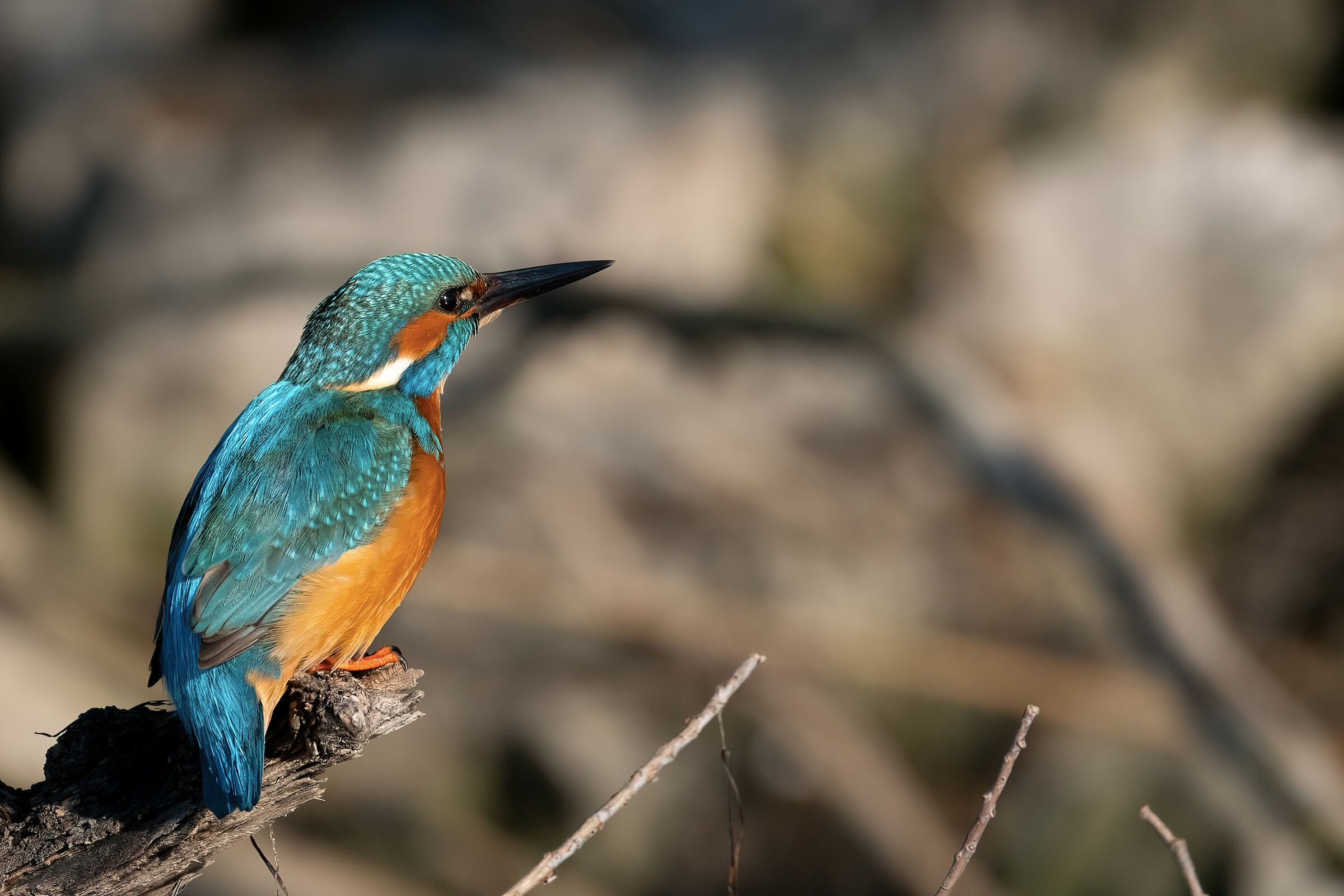 Kingfisher