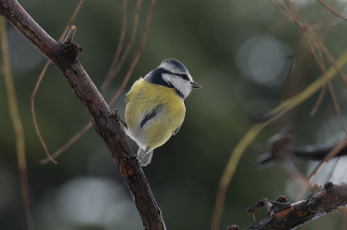 cince nel mio giardino