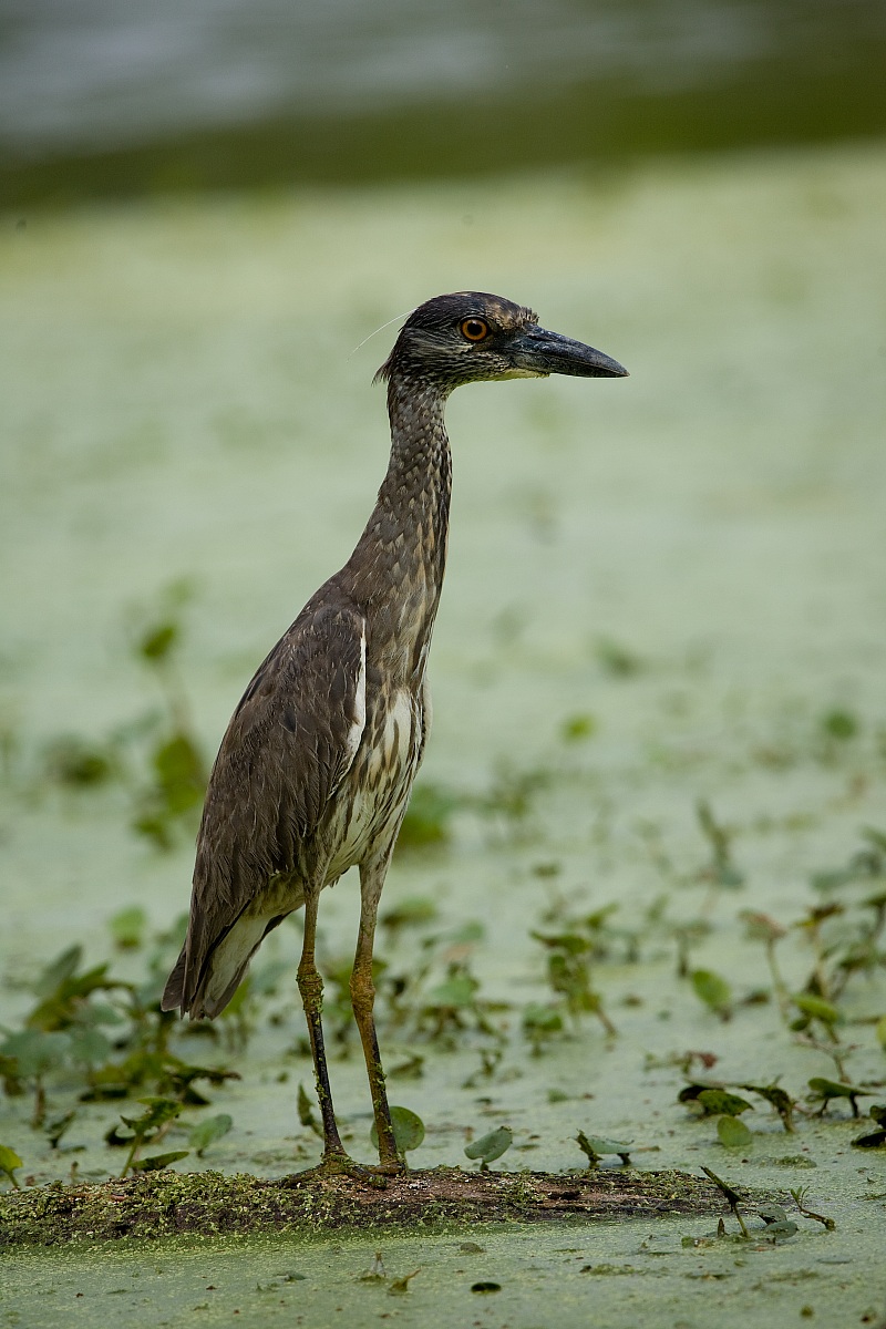 The saddest bird in the world?