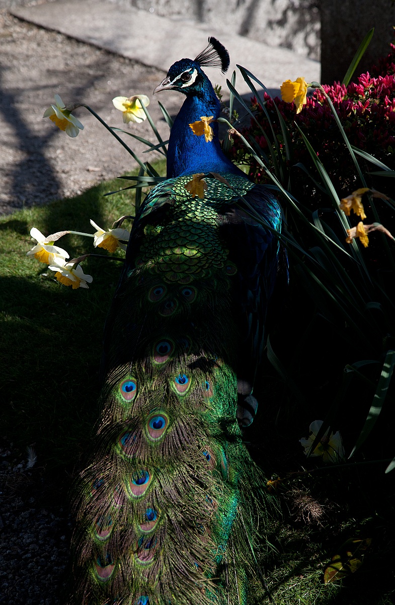 Peacock