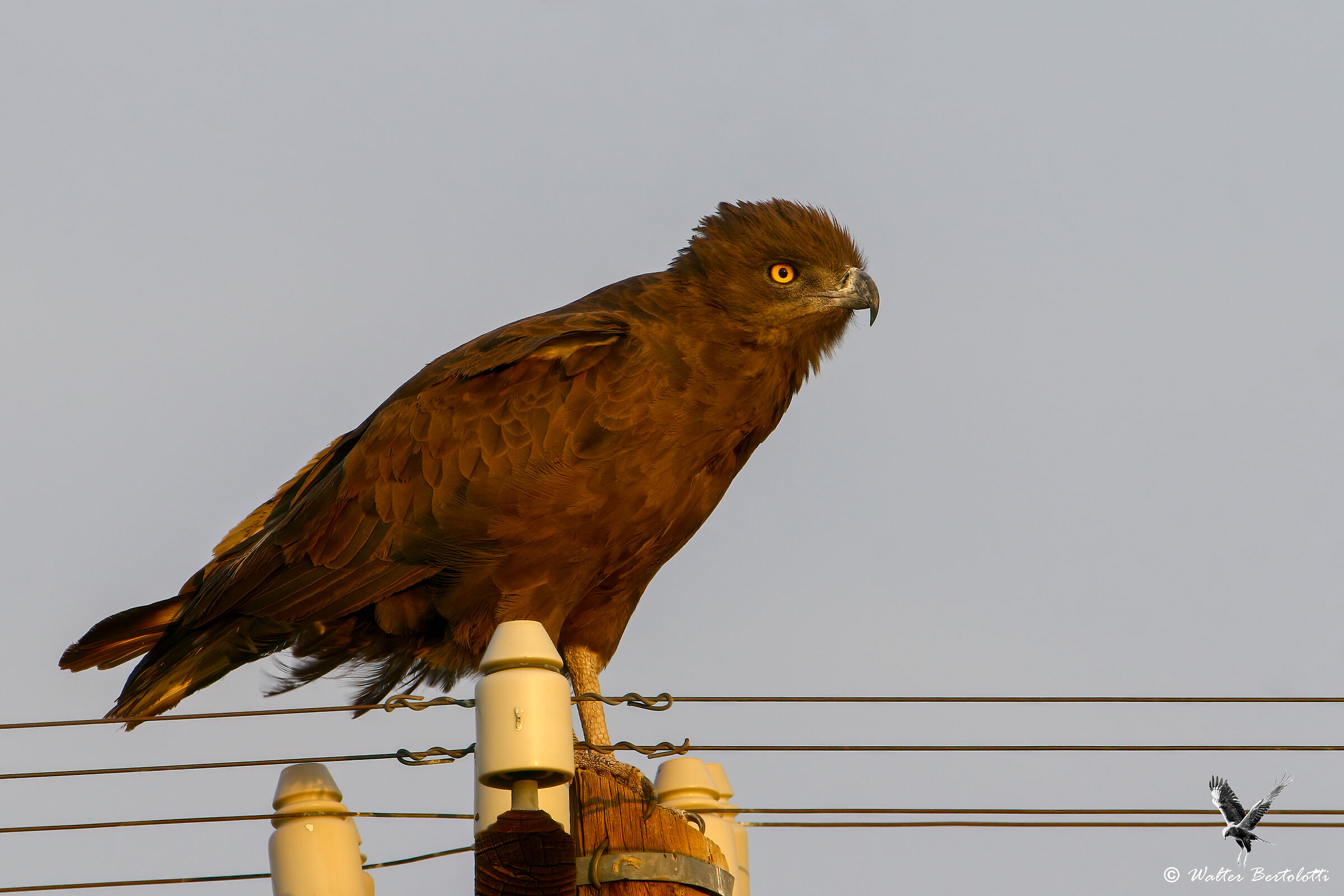 Biancone bruno (Brown snake eagle)