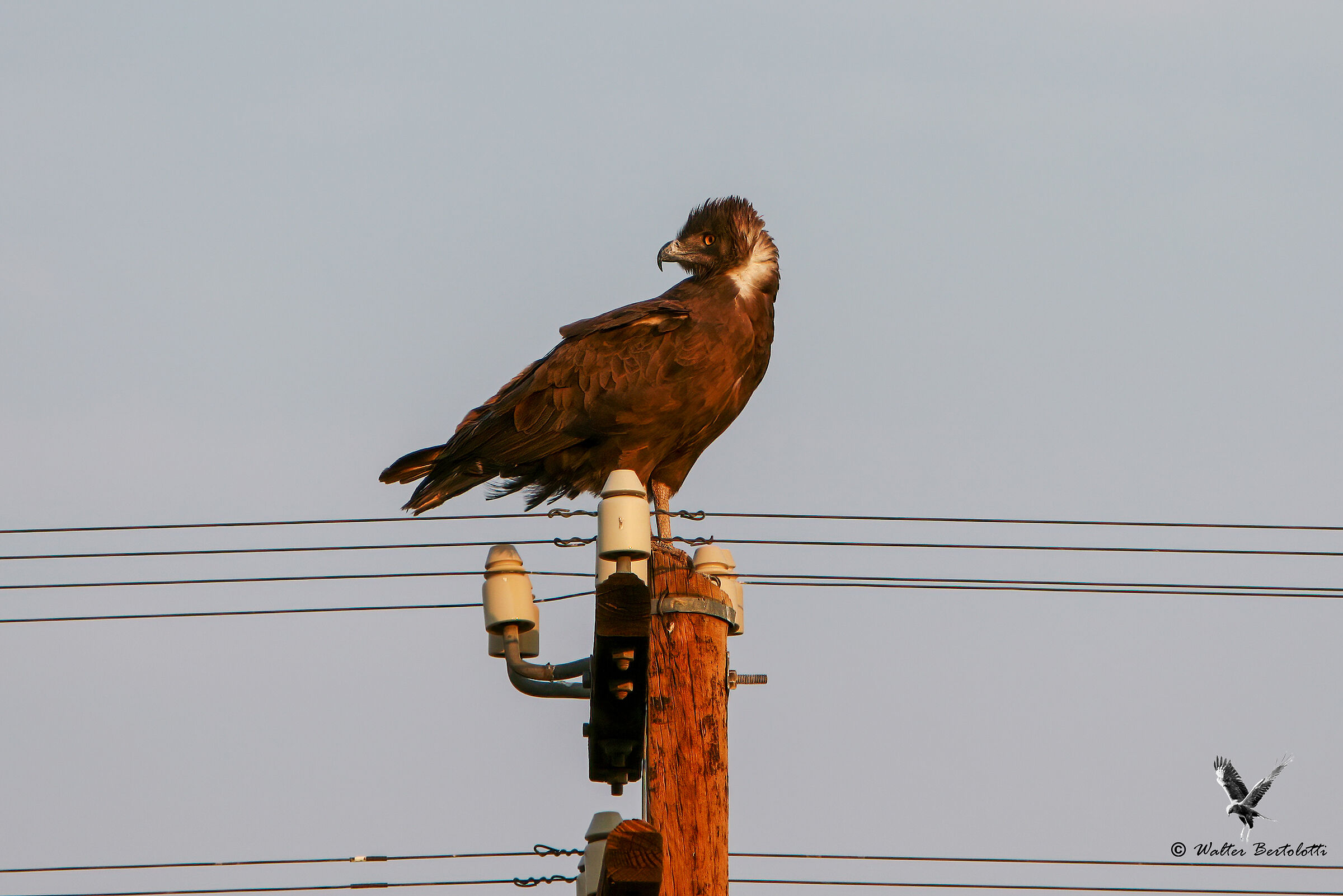 Biancone bruno (Brown snake eagle)