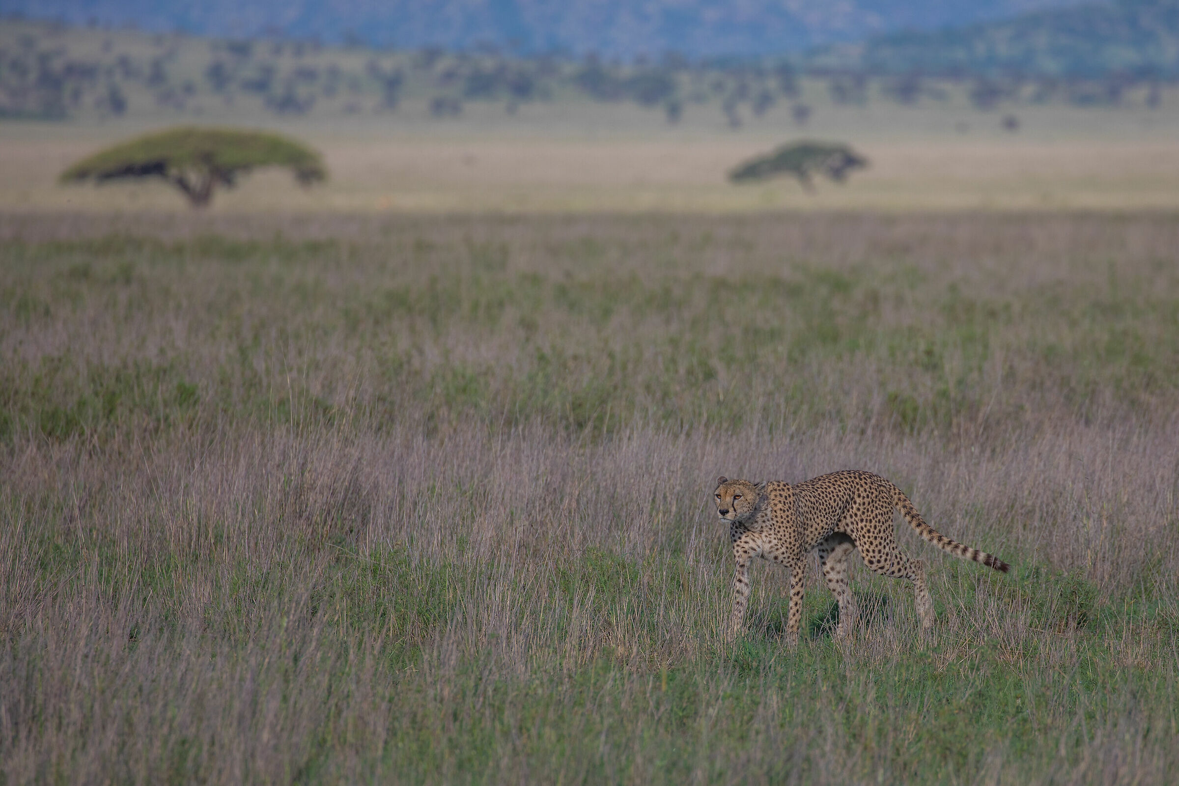 Simply Serengeti