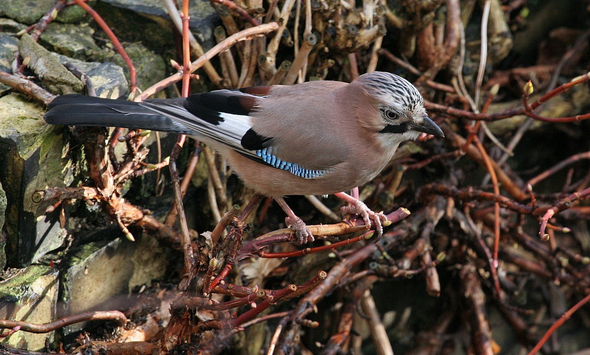 European Jay
