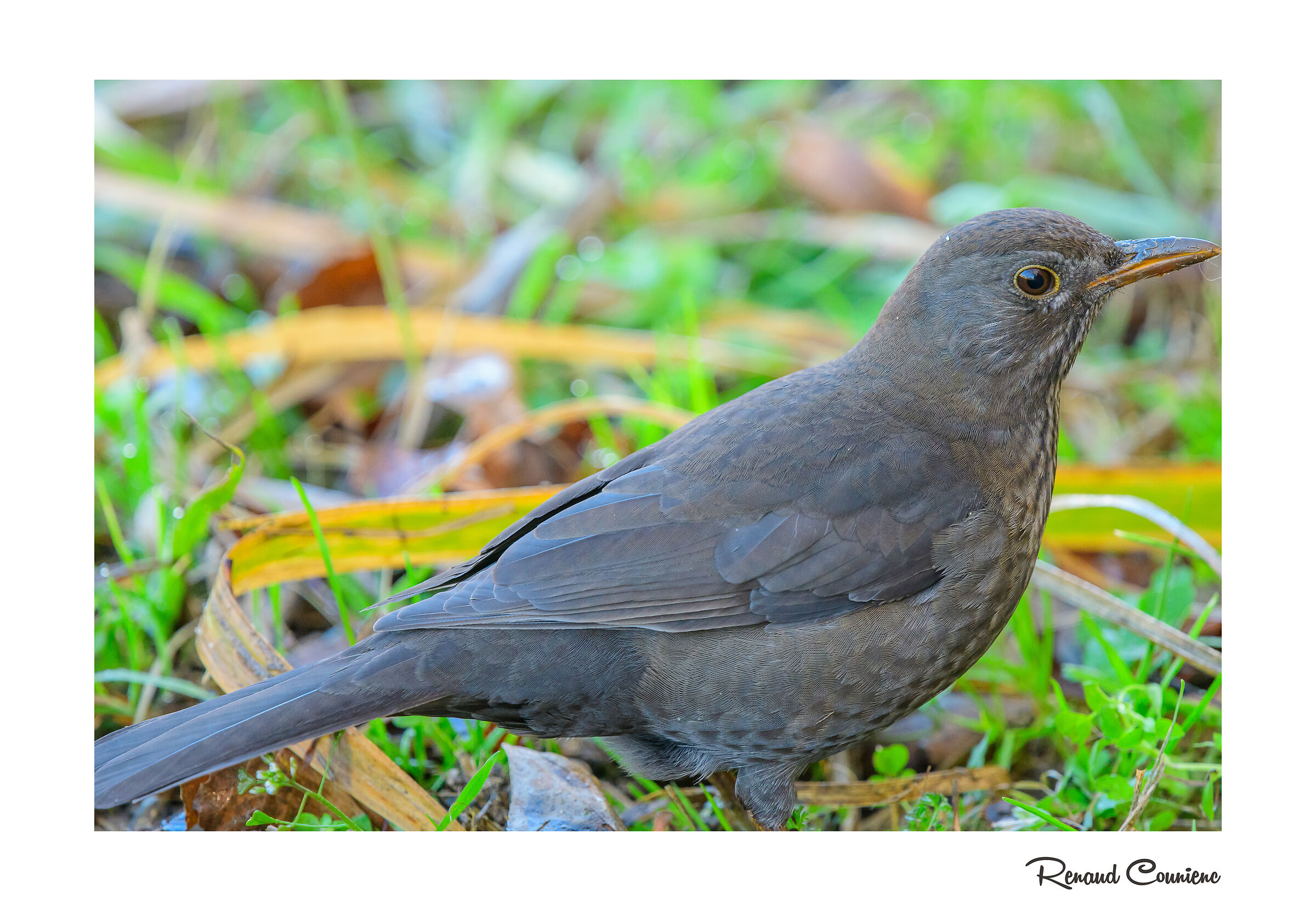 Merlo femmina (full frame)