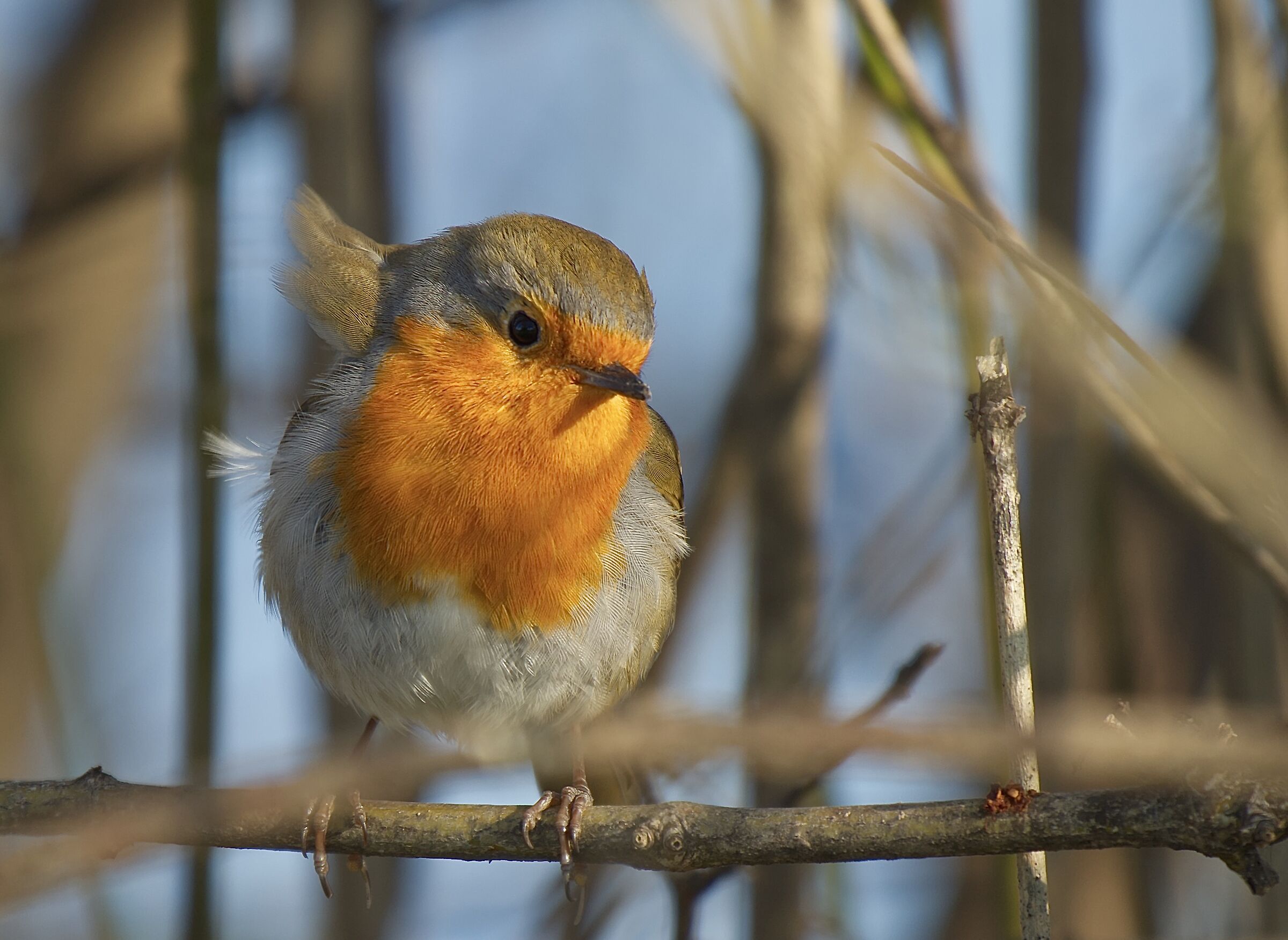 The disheveled robin