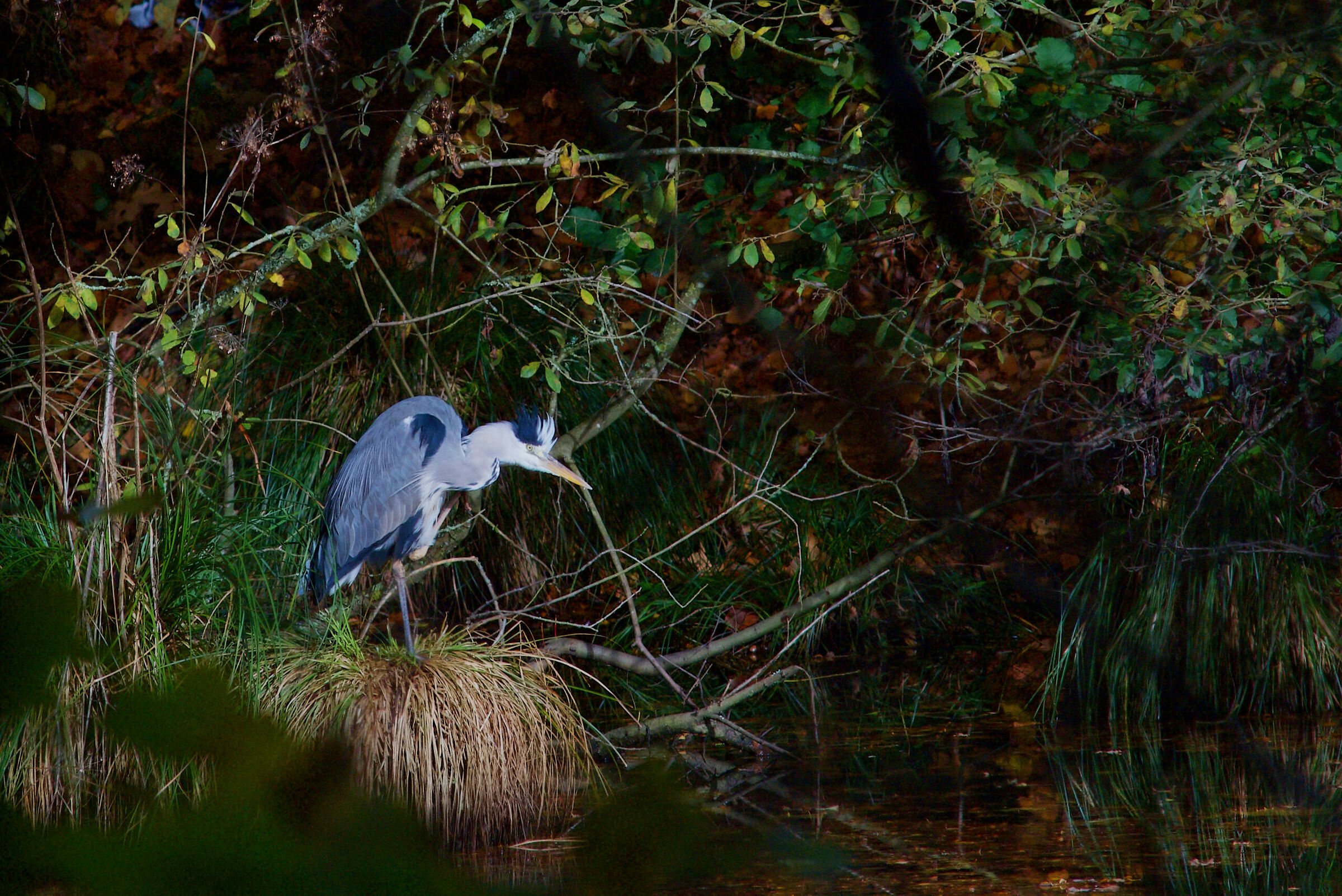 Heron