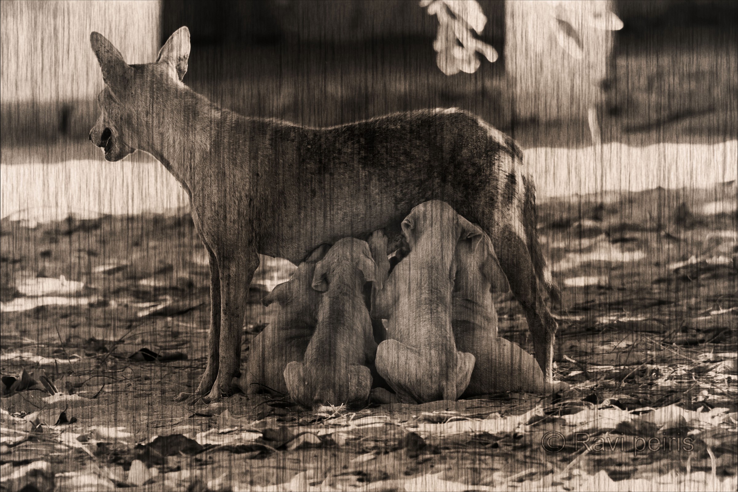 Stray dogs, Mom and Baby