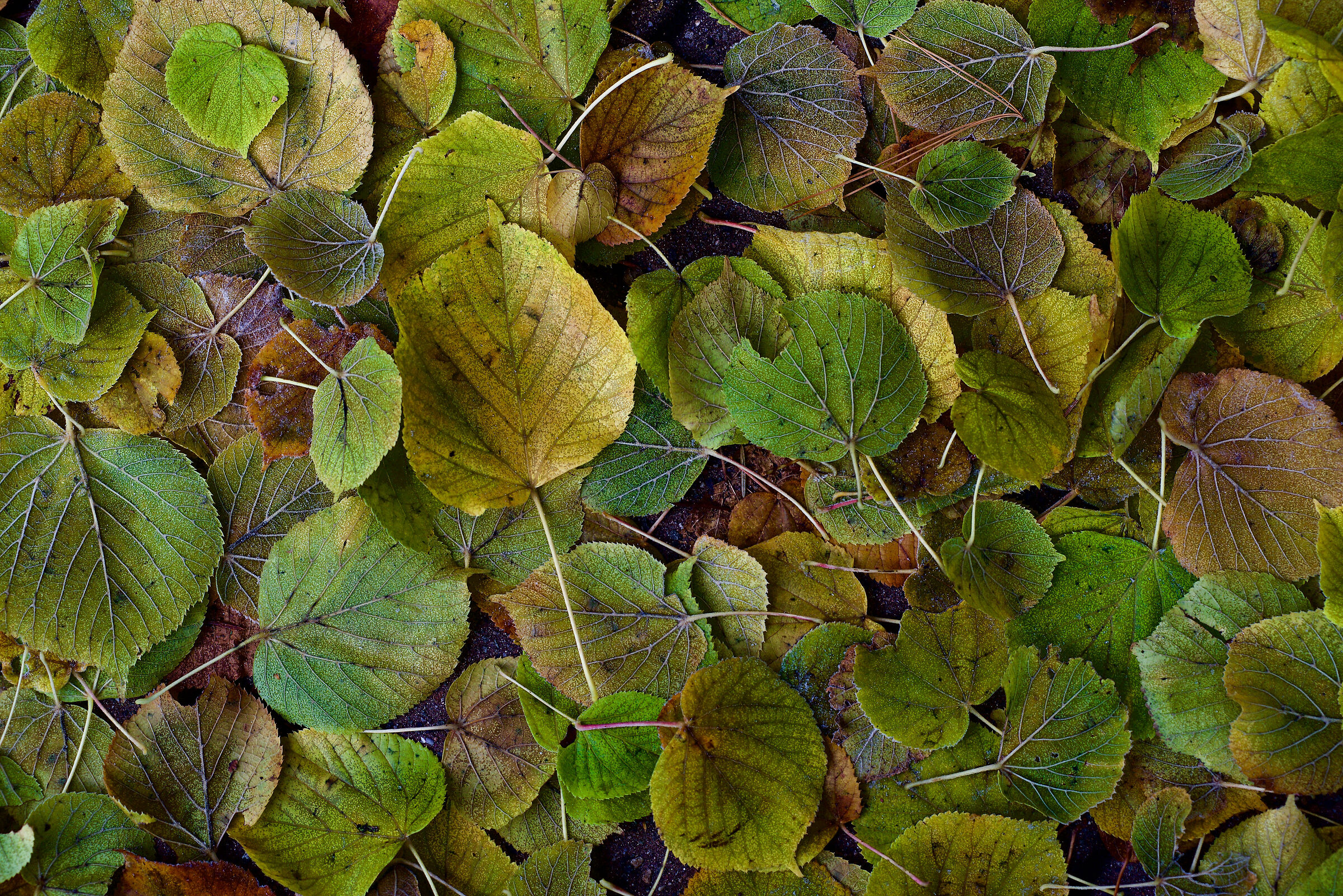 Leaves 5