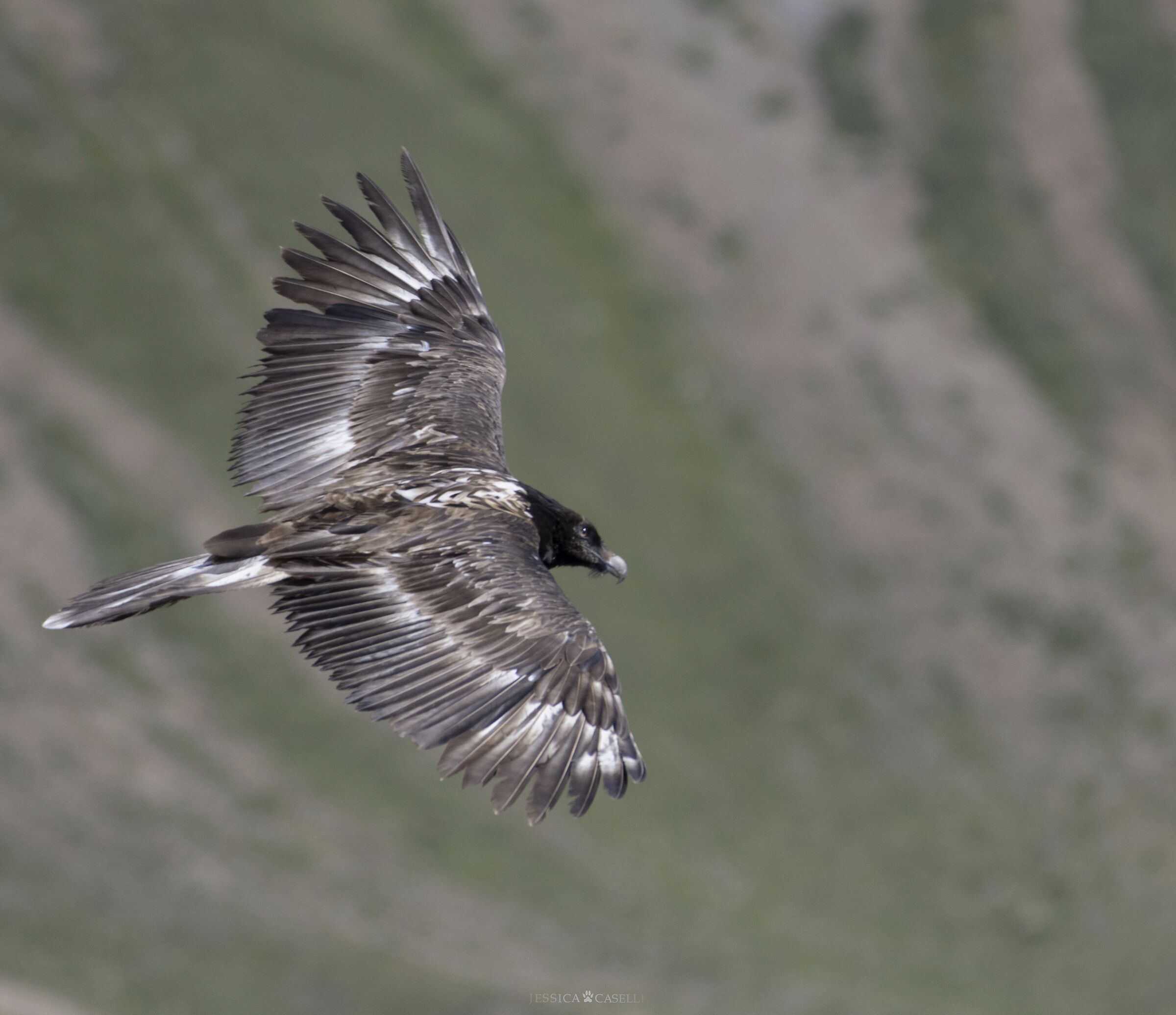 "The elegant giant of the skies"