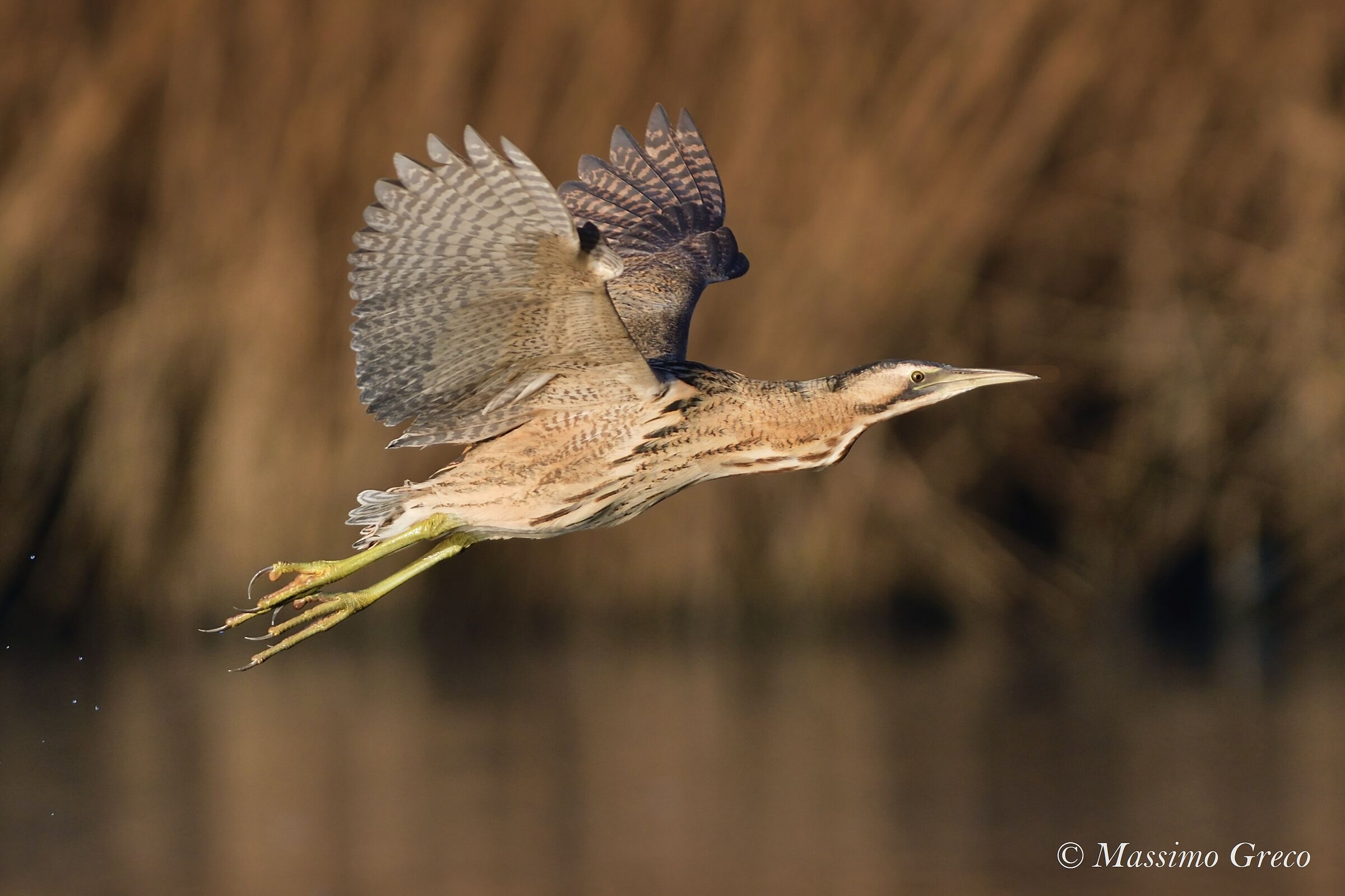 Tarabuse (Botaurus stellaris)