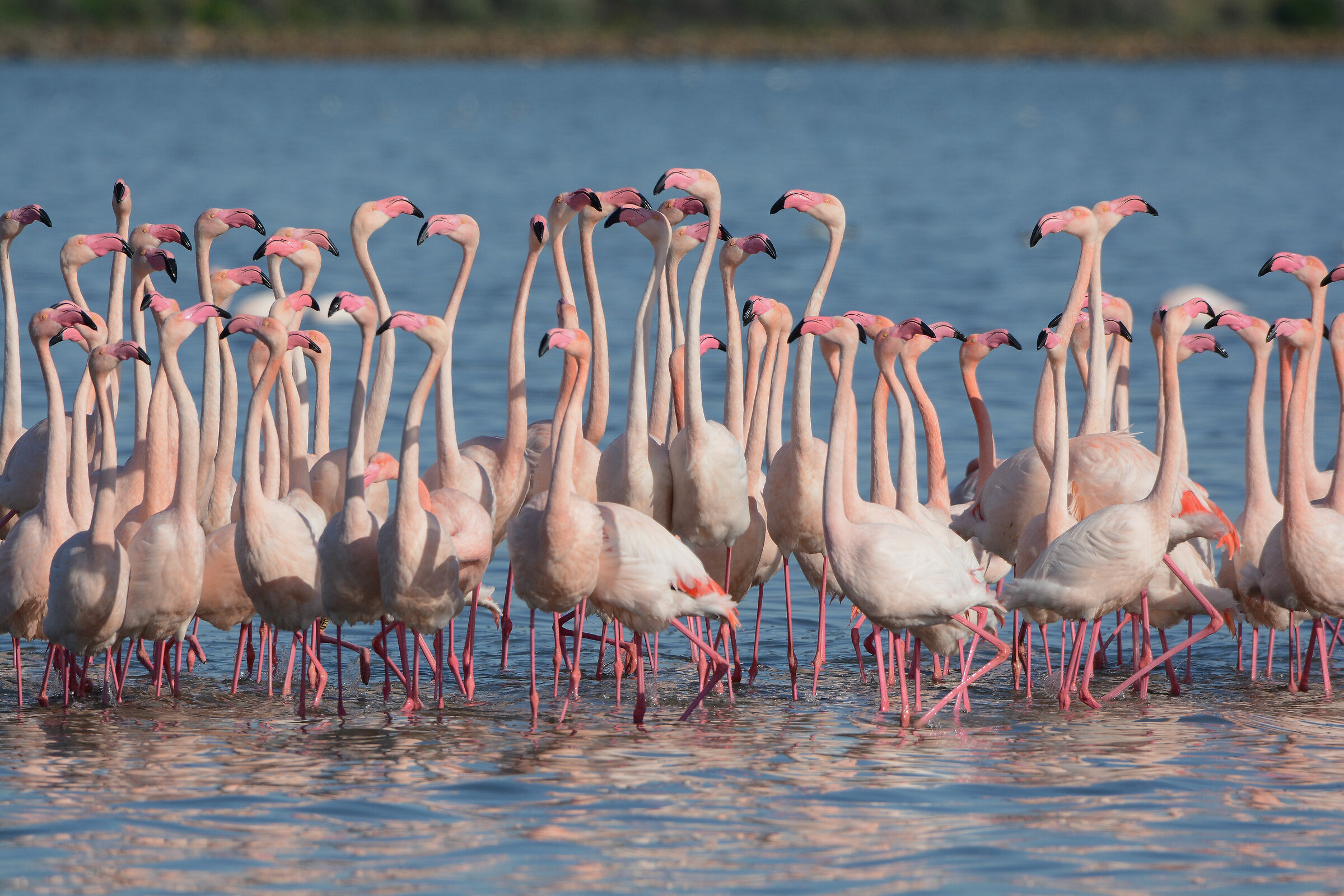 V oulez virus dance?