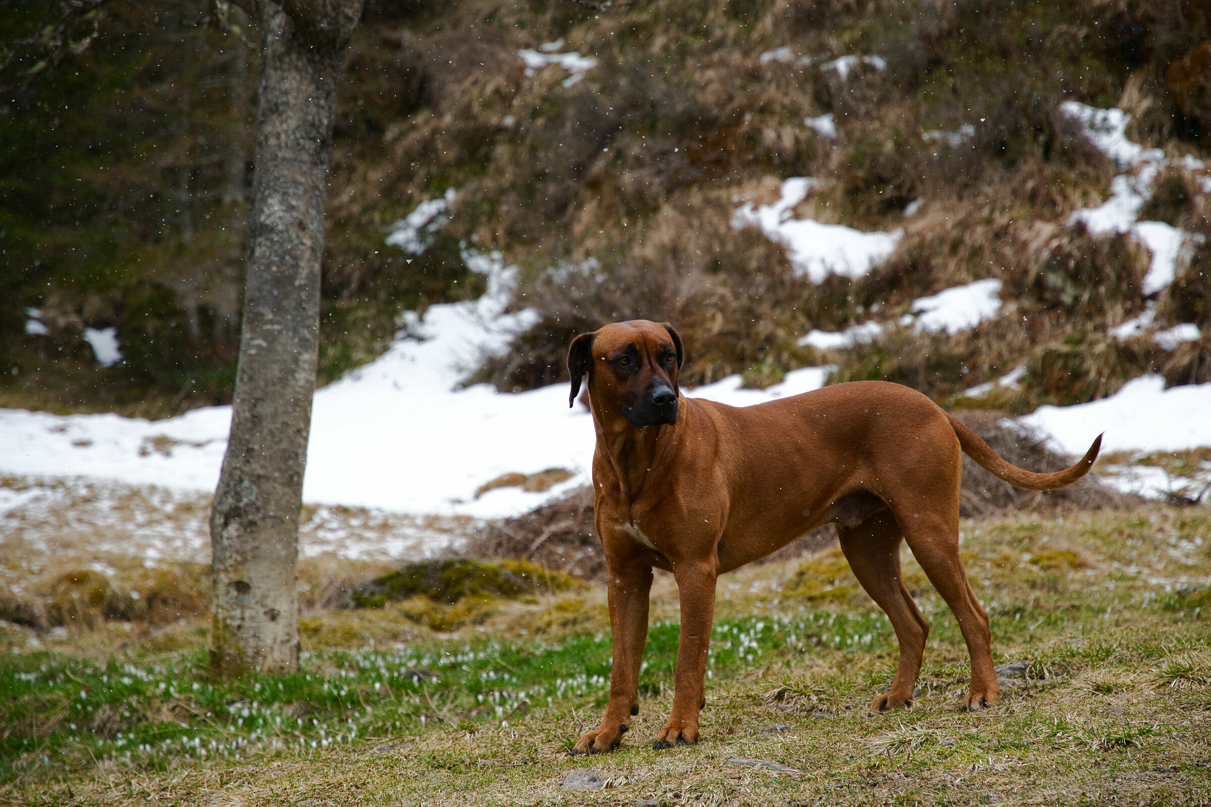 rhodesian ridgeback