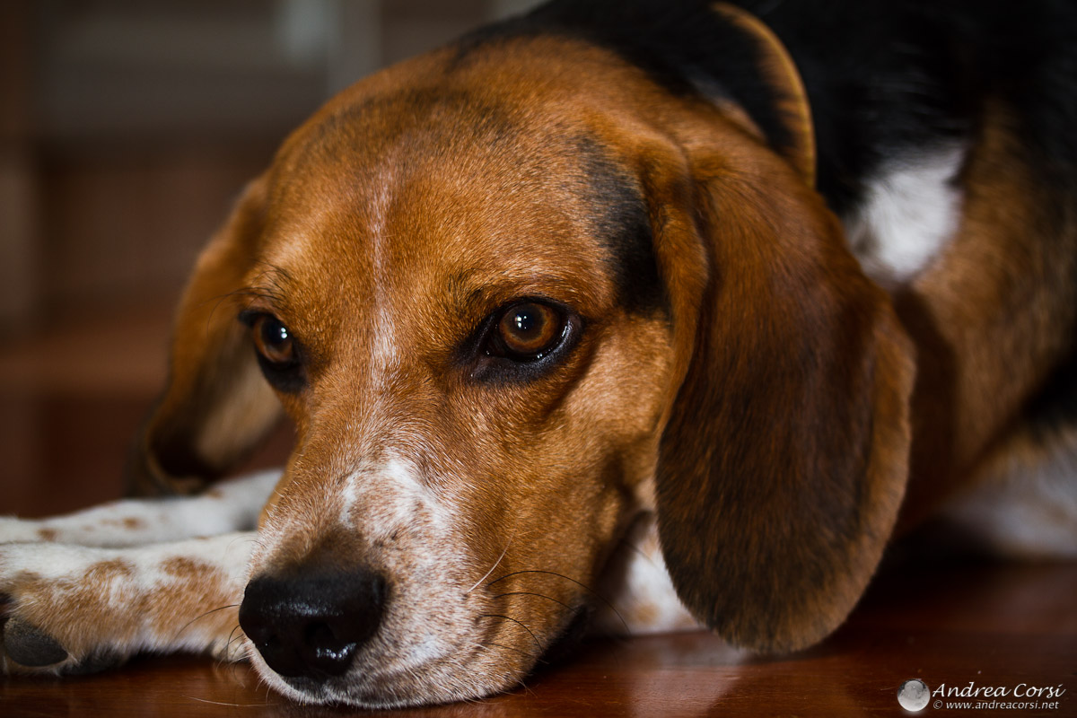 Spillo il mio beagle