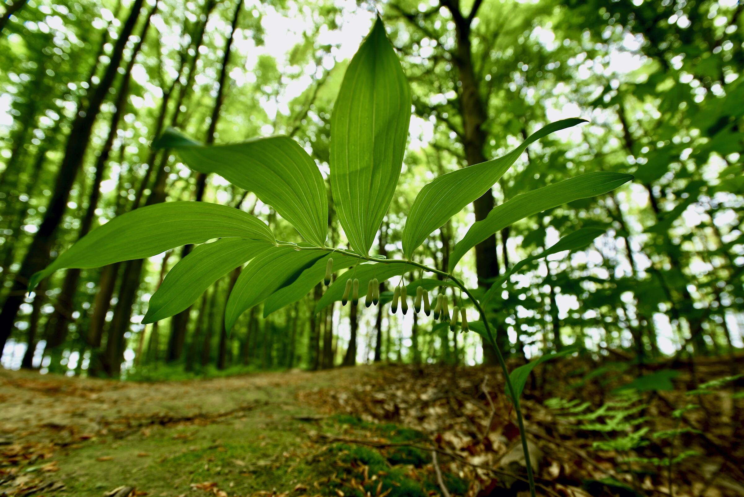 The secret under the leaf