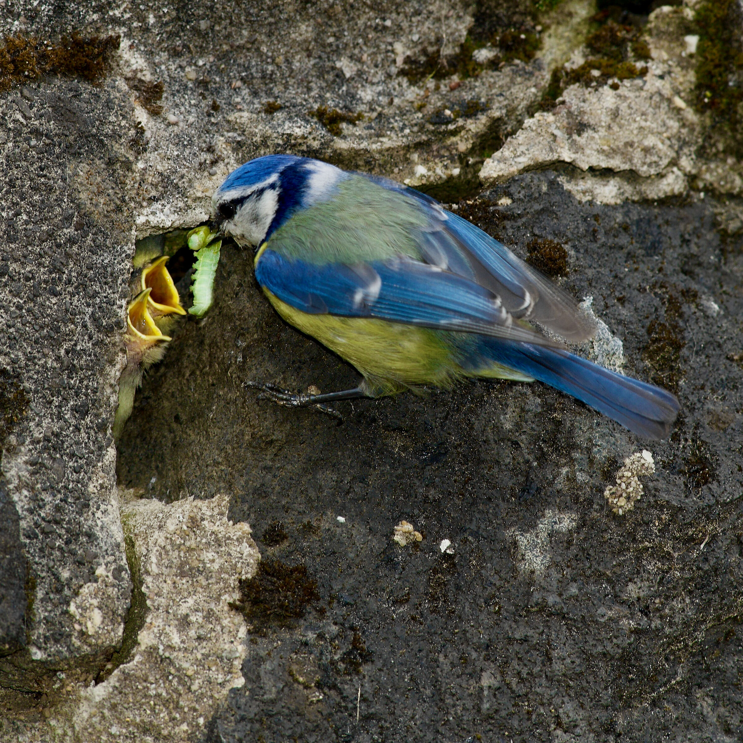 Tit (Parus maior) feeding her chicks