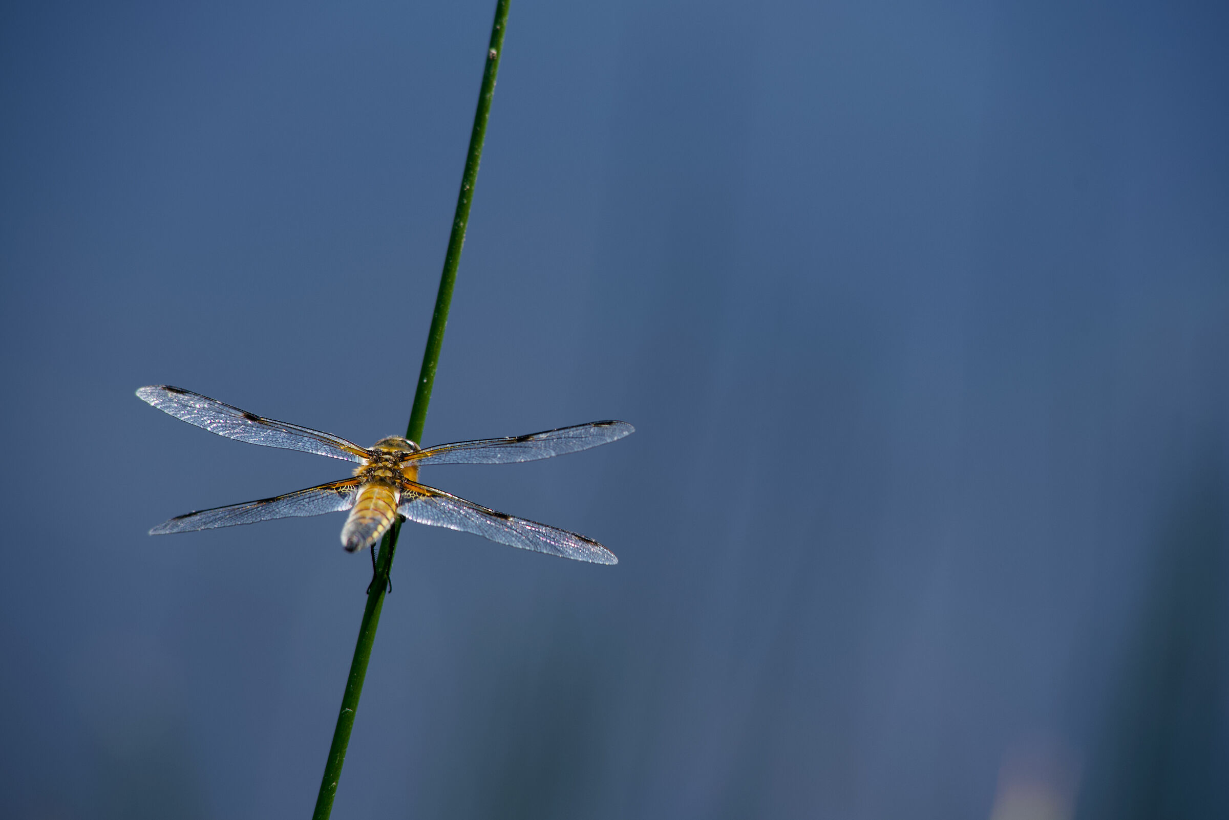 The fat Dragonfly