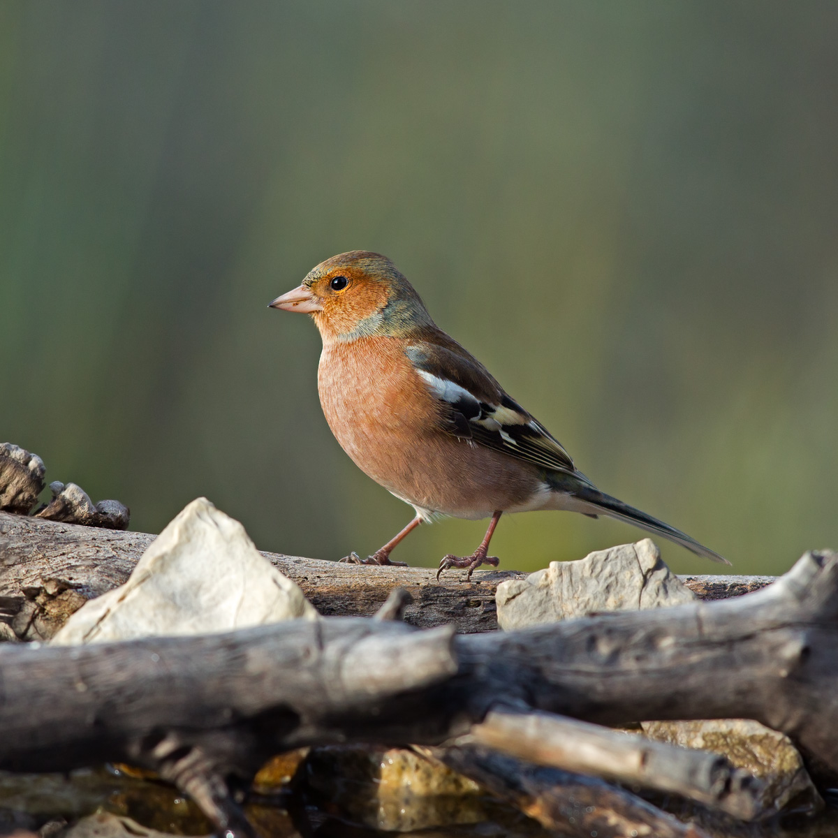 Finch - Fringilla coelebs