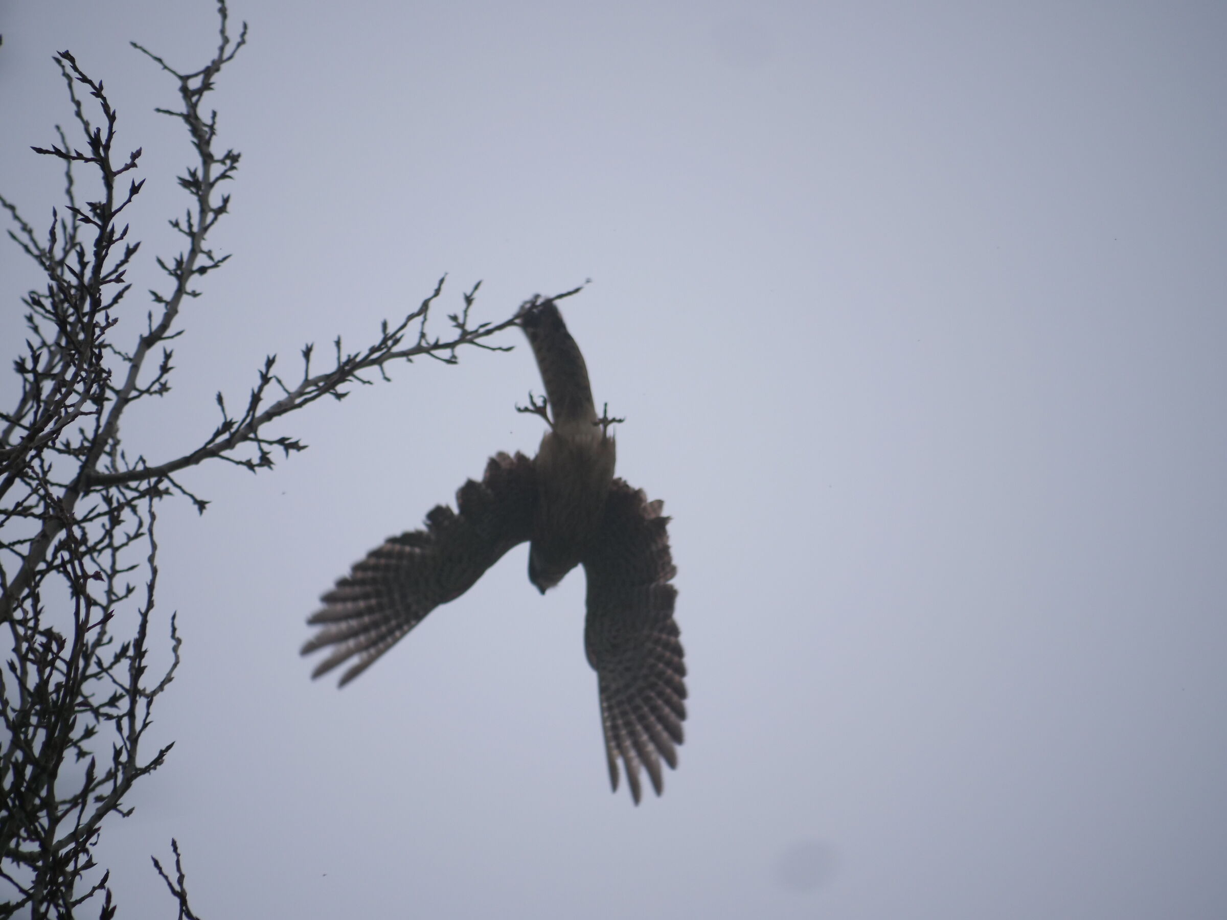 flight of the kestrel