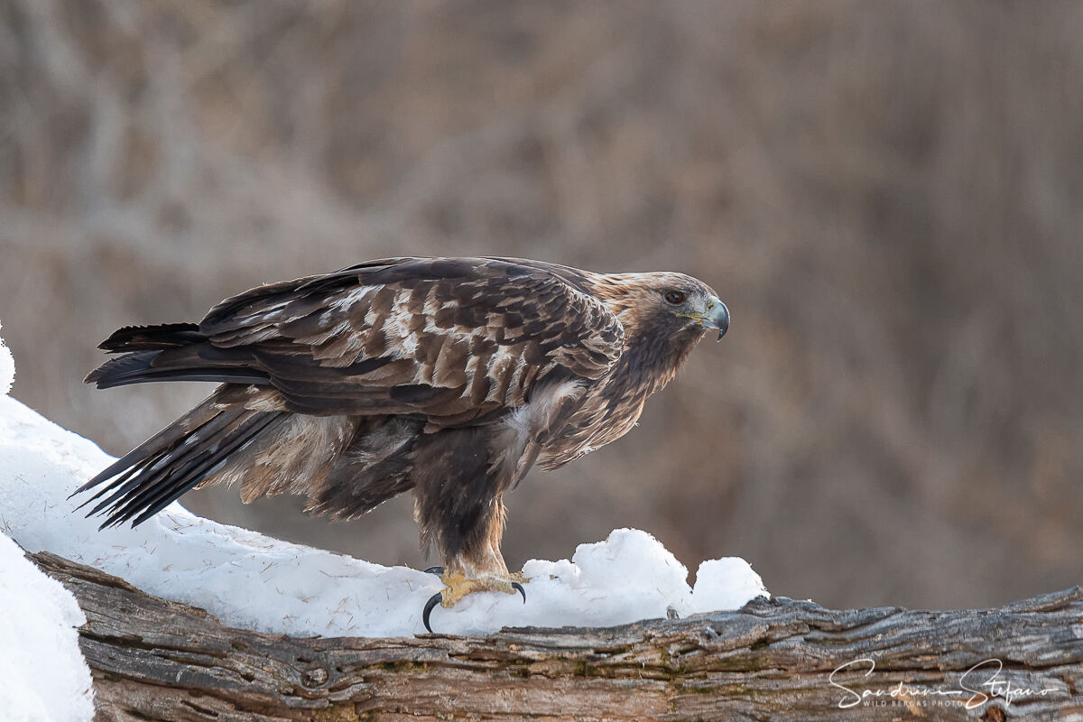 Aquila reale