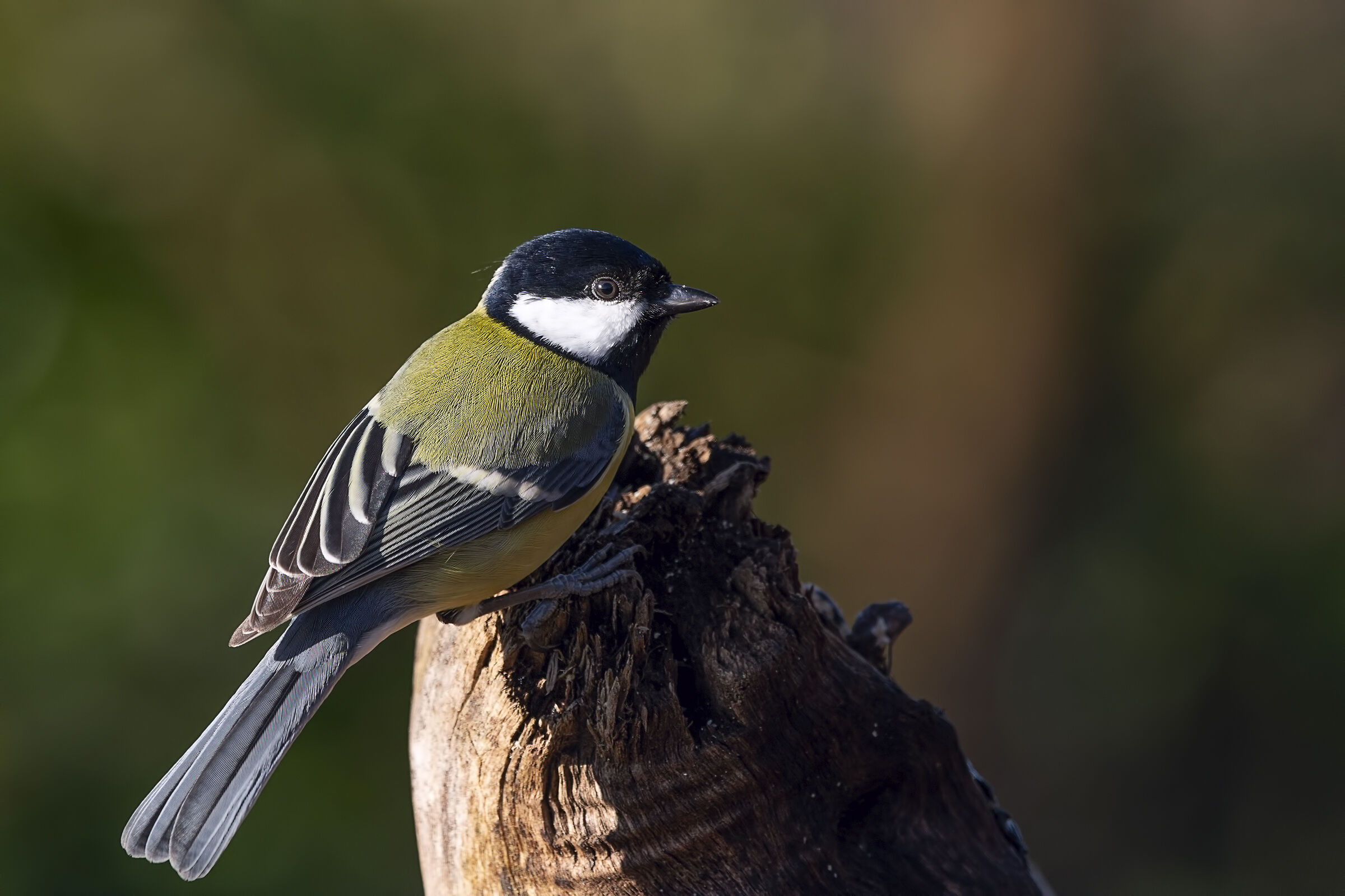 Parus major side