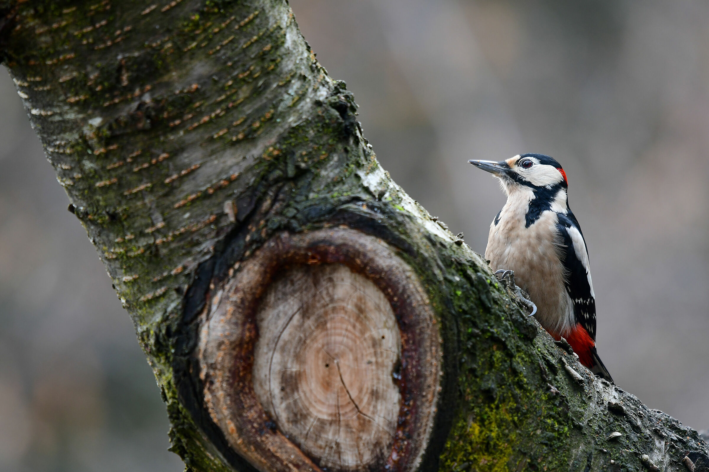 picchio rosso maggiore