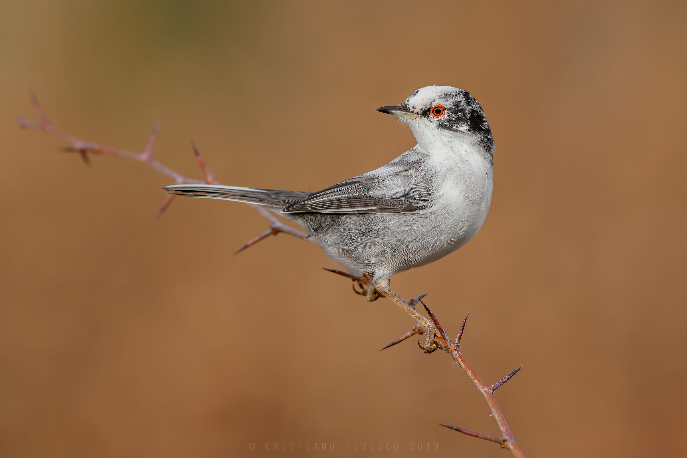Occhiocotto leucistico