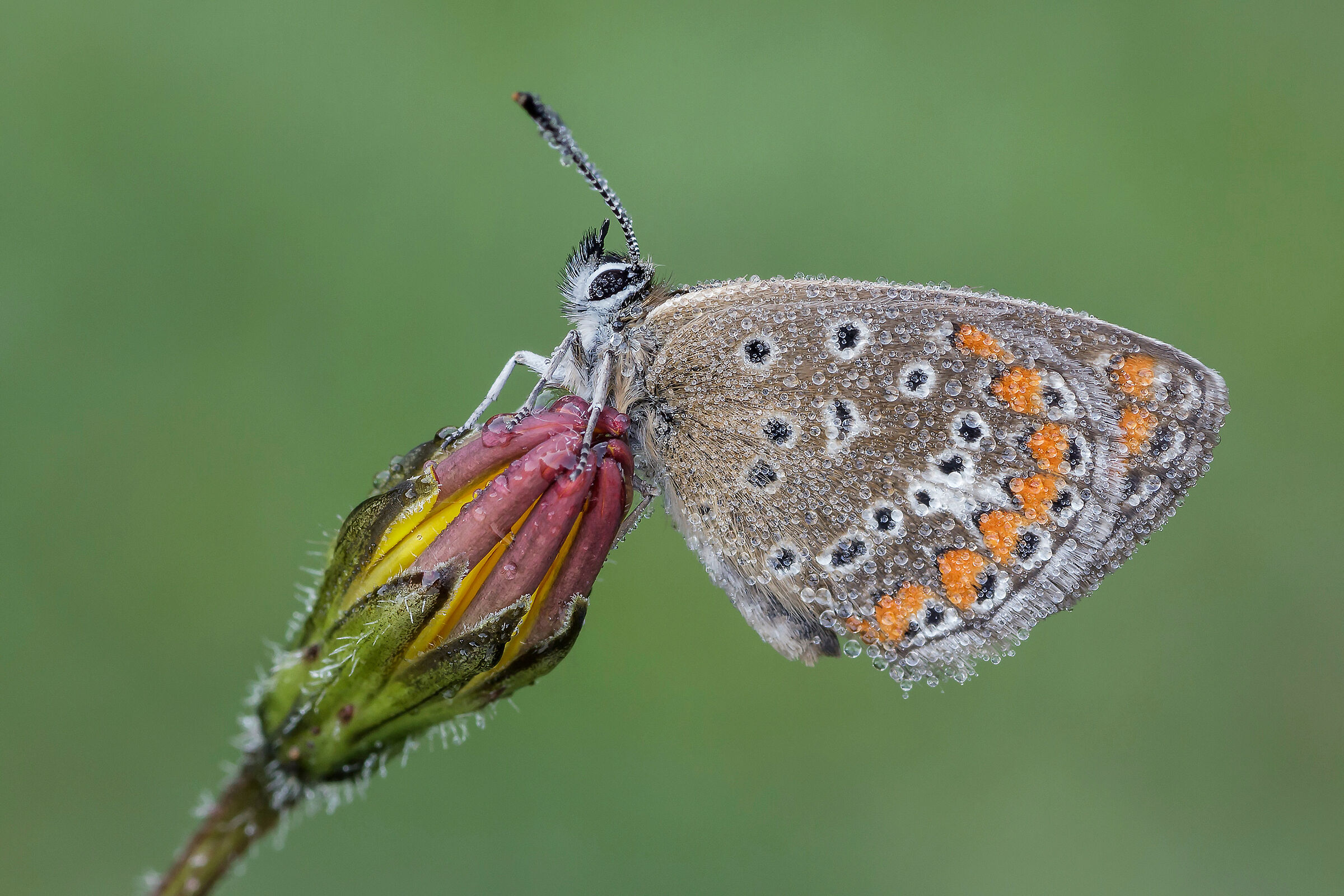 Polyommatus icarus