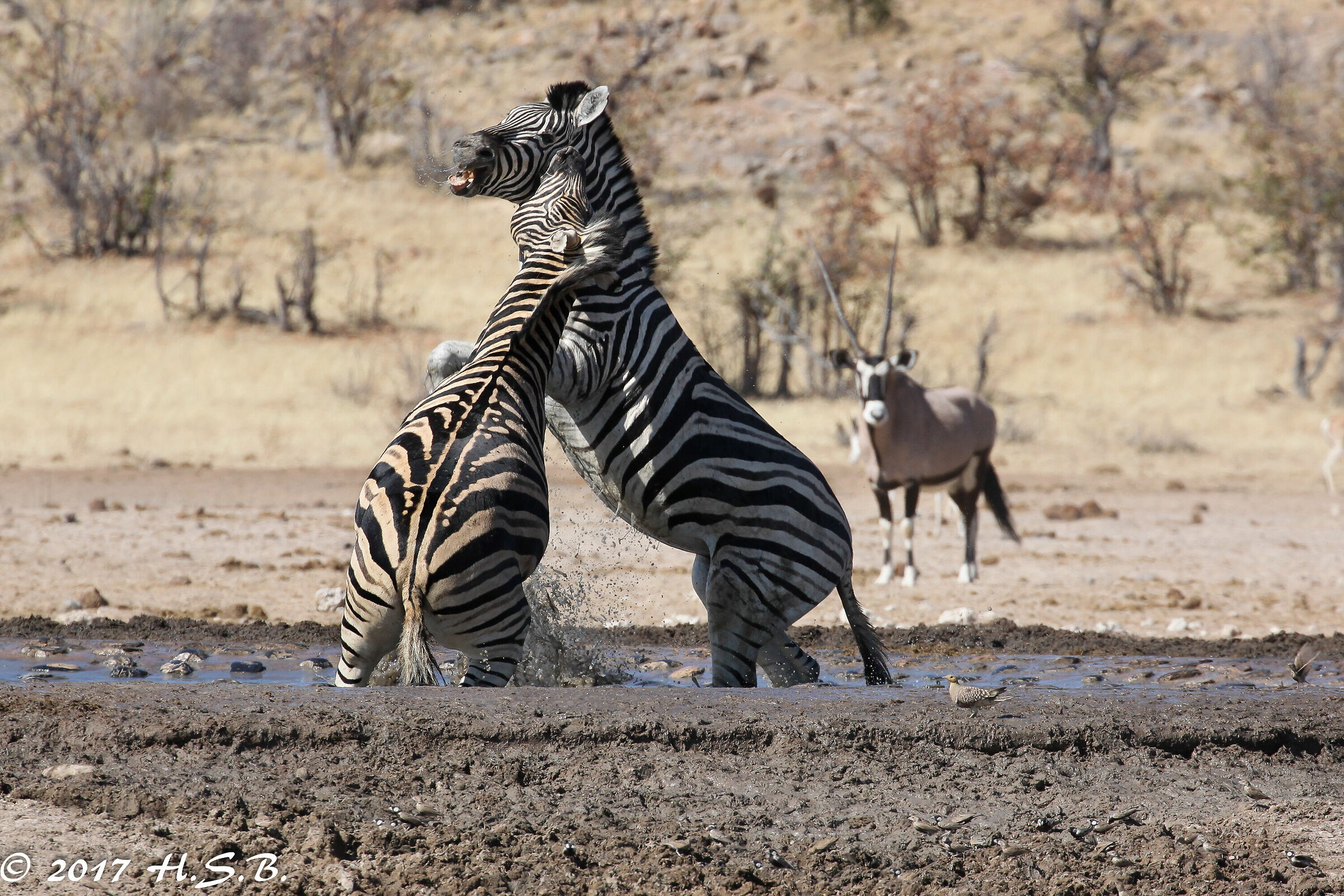And the oryx stop to watch ....