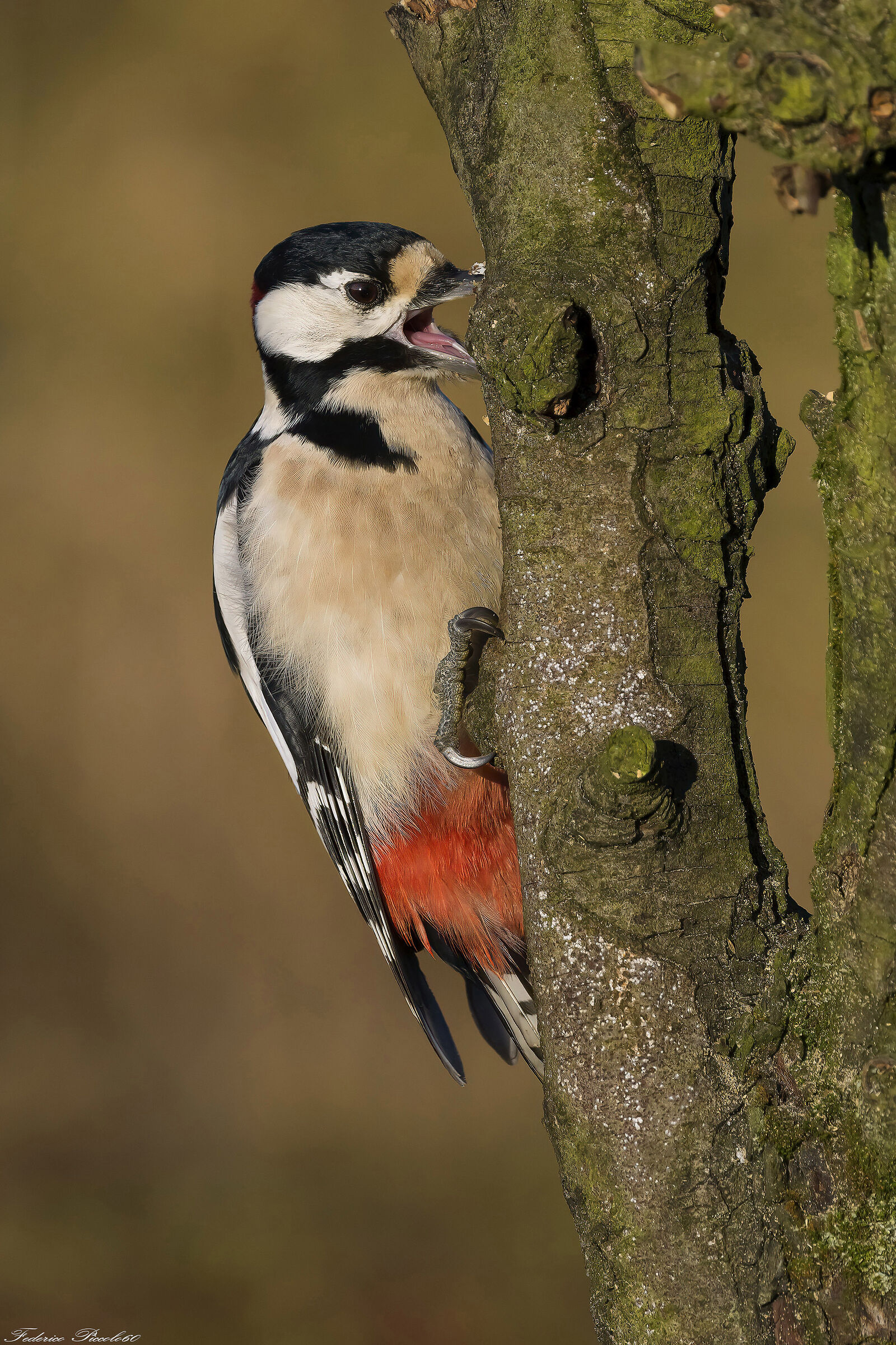 Male major red woodpecker