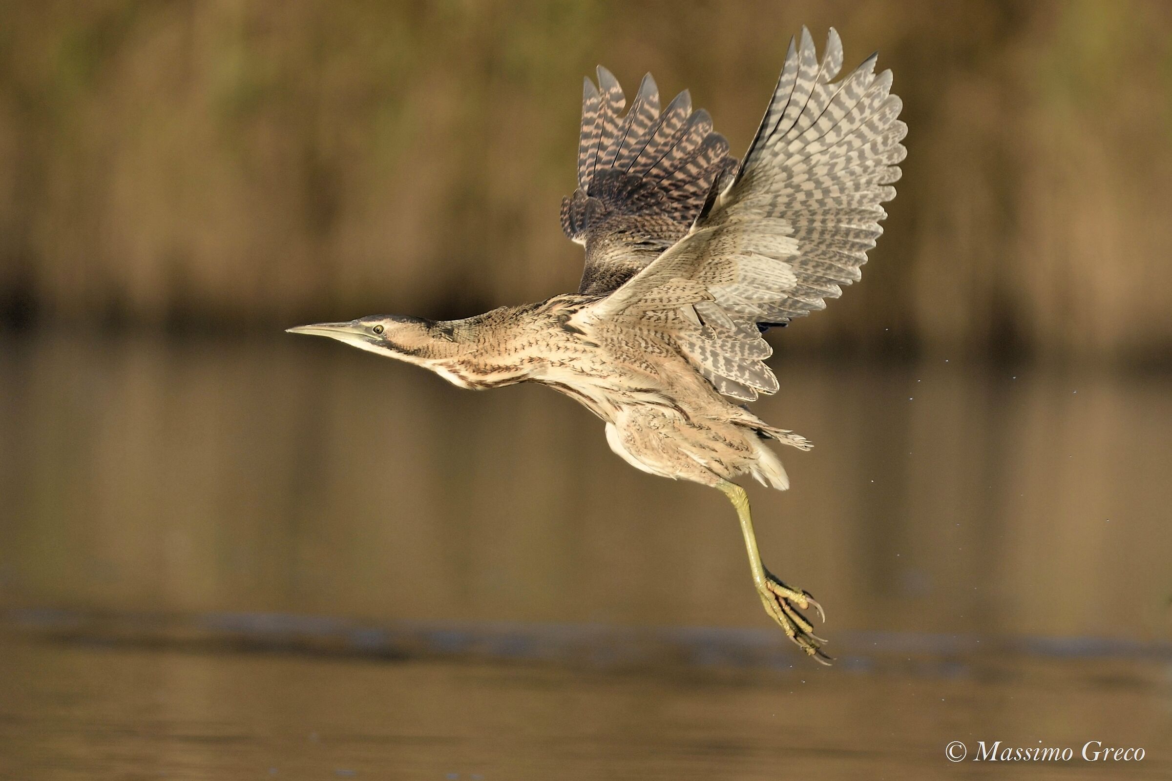 Tarabuse (Botaurus stellaris)