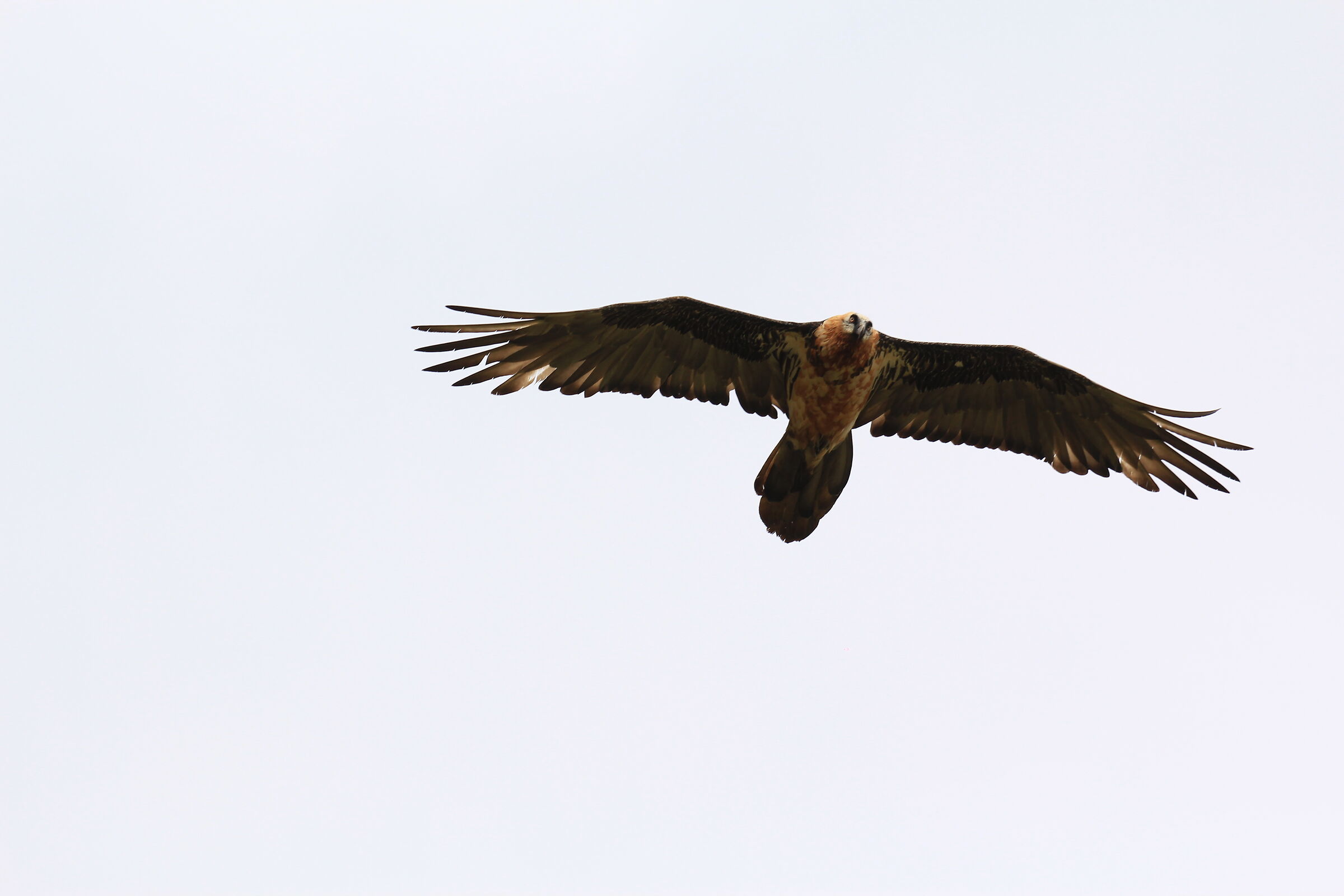 It's him... I can't believe it!!! 5di5