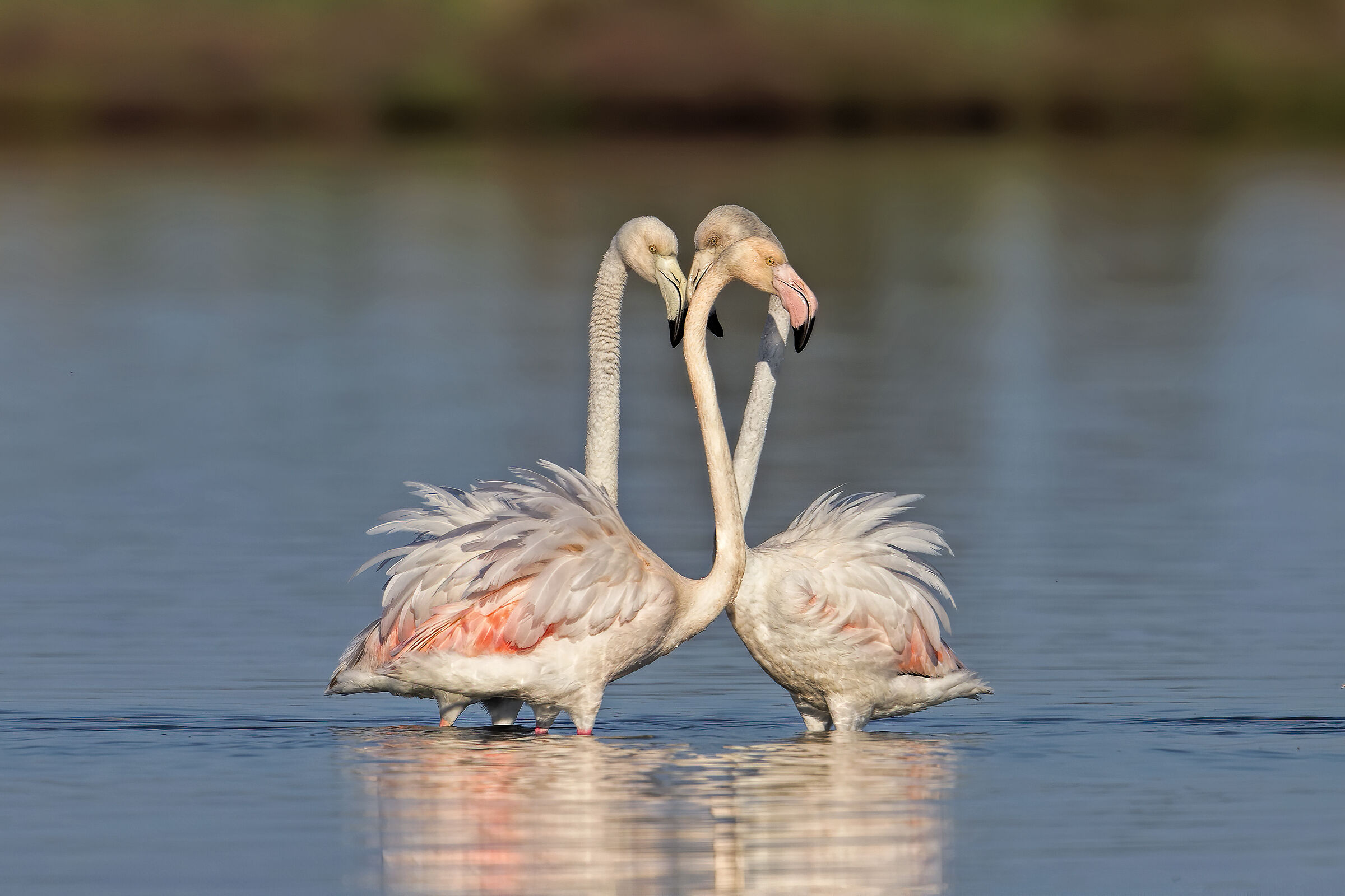 Scaramucce fra fenicotteri rosa