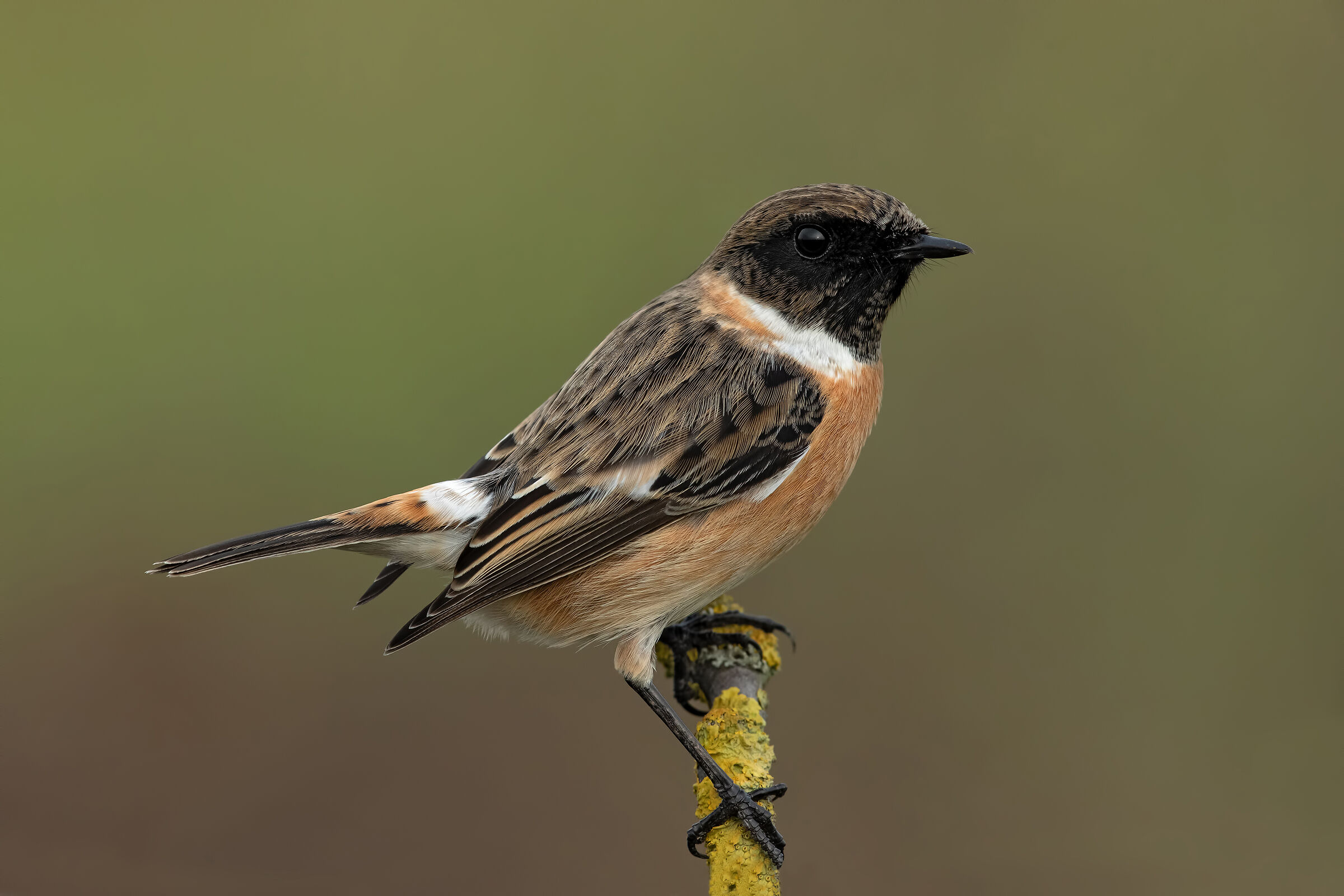 Saltimpalo - European Stonechat