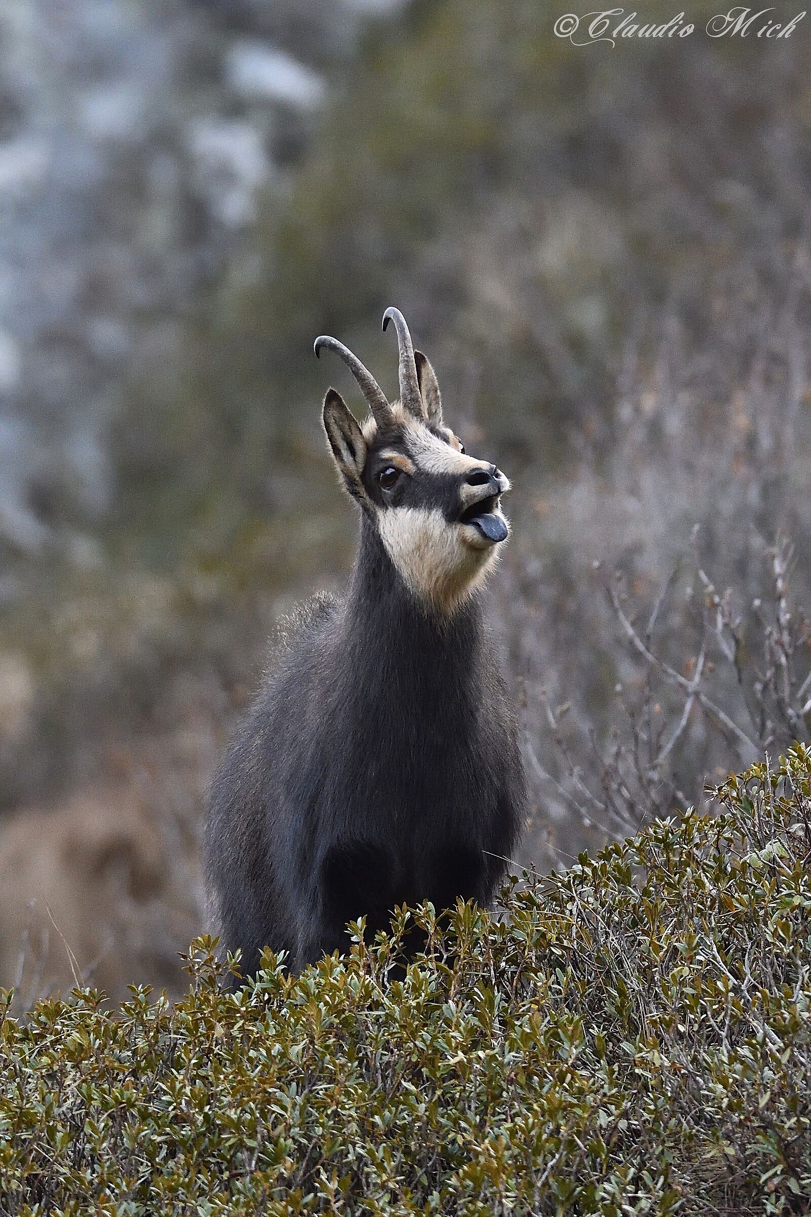 Chamois in love