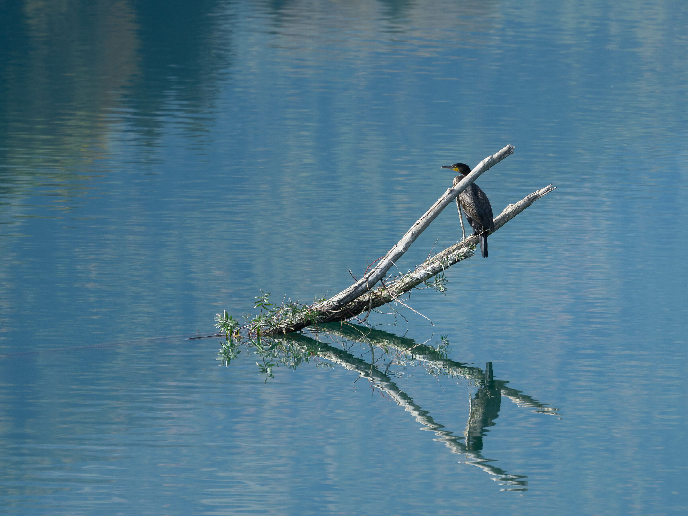 Cormorano - Lake Valdaora