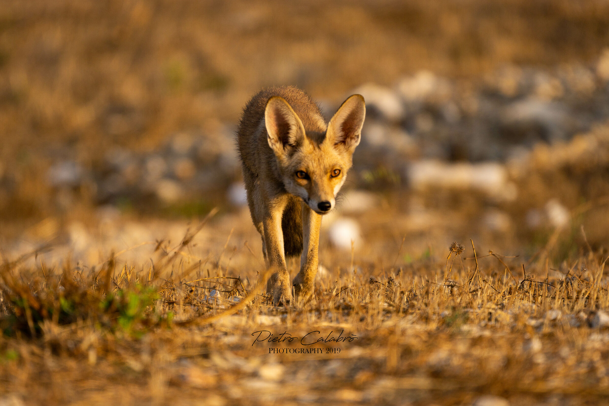 Lebanese fox
