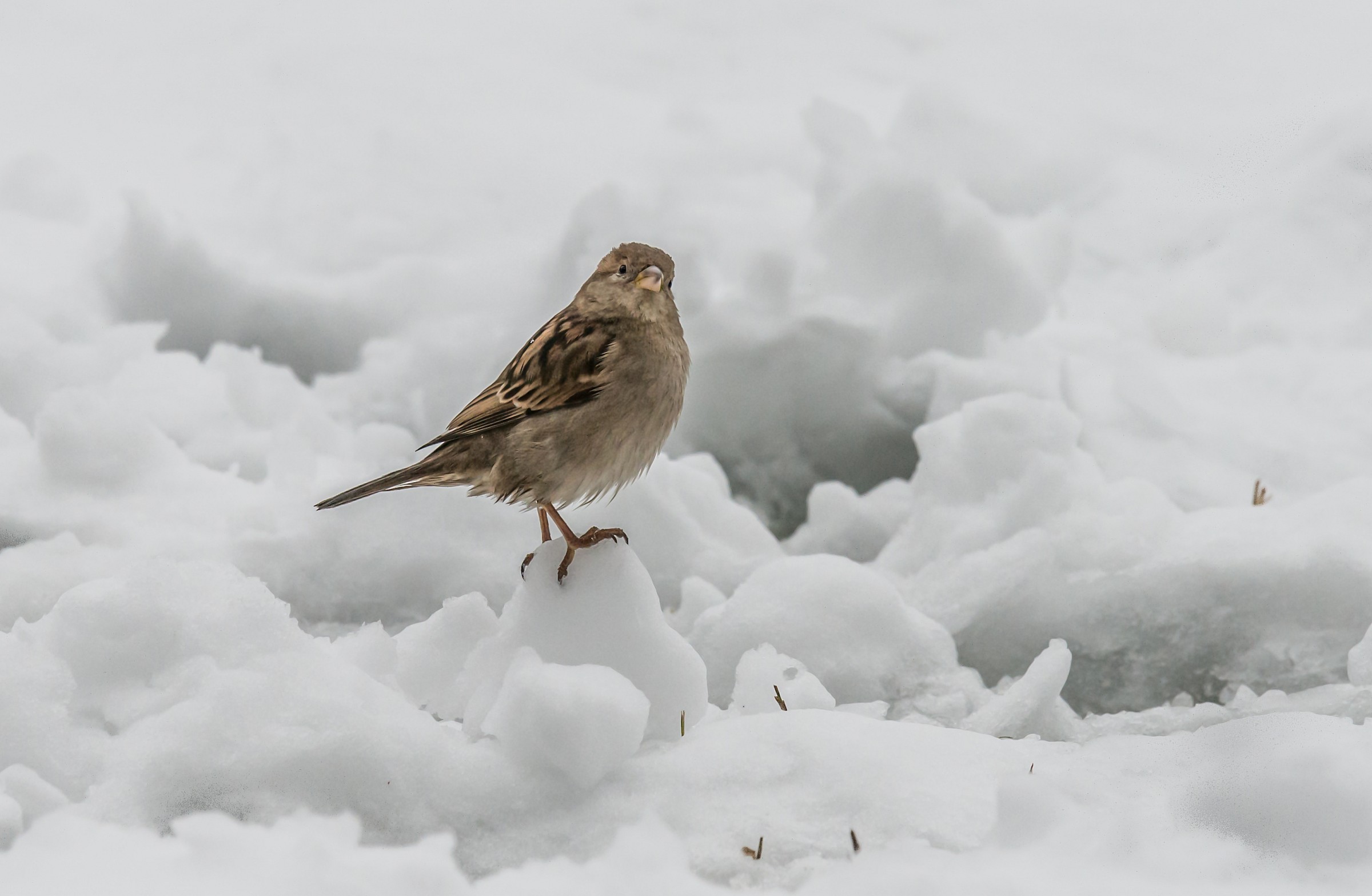 Are not noble ... but exist ...