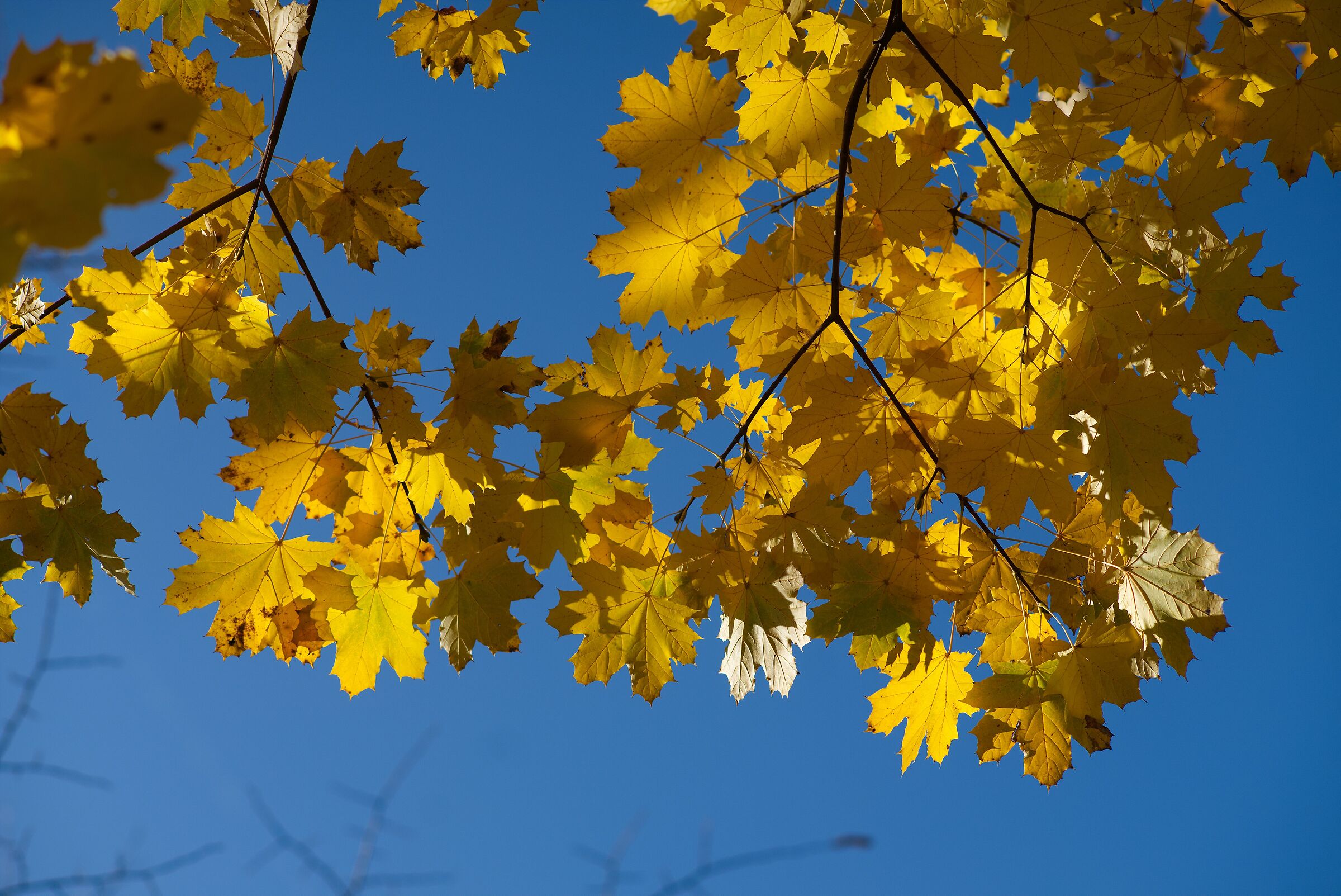 Il fascino dell'autunno versione a colori