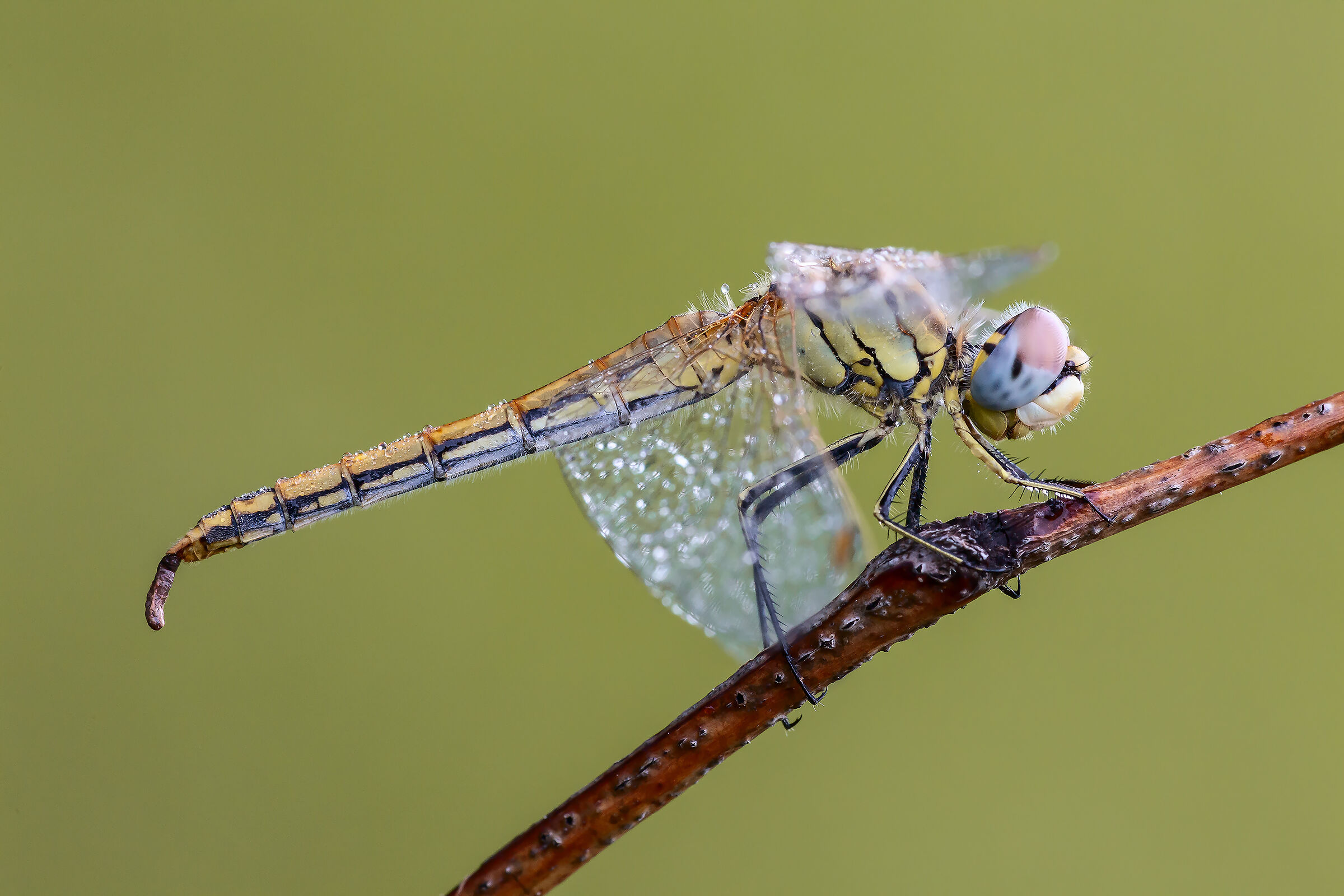 Sympetrum fonscolumbii