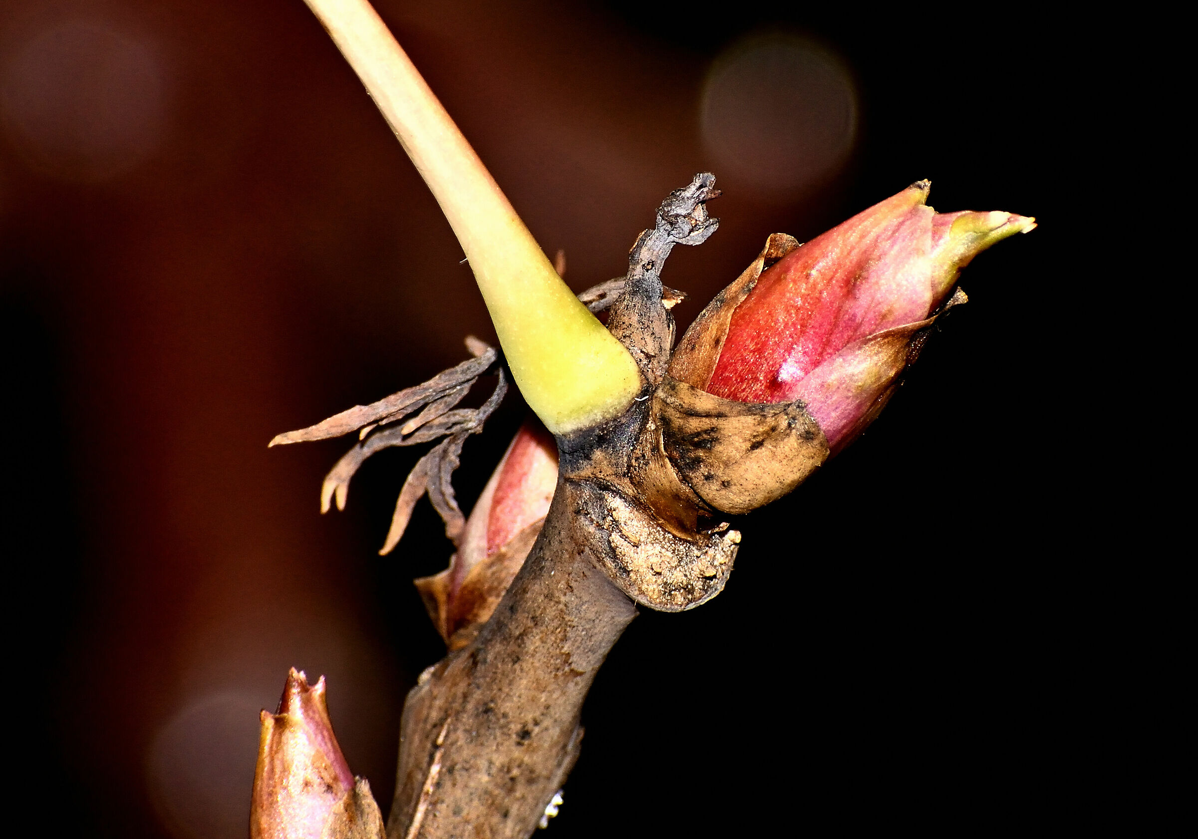 Bocciuolo di peonia 2