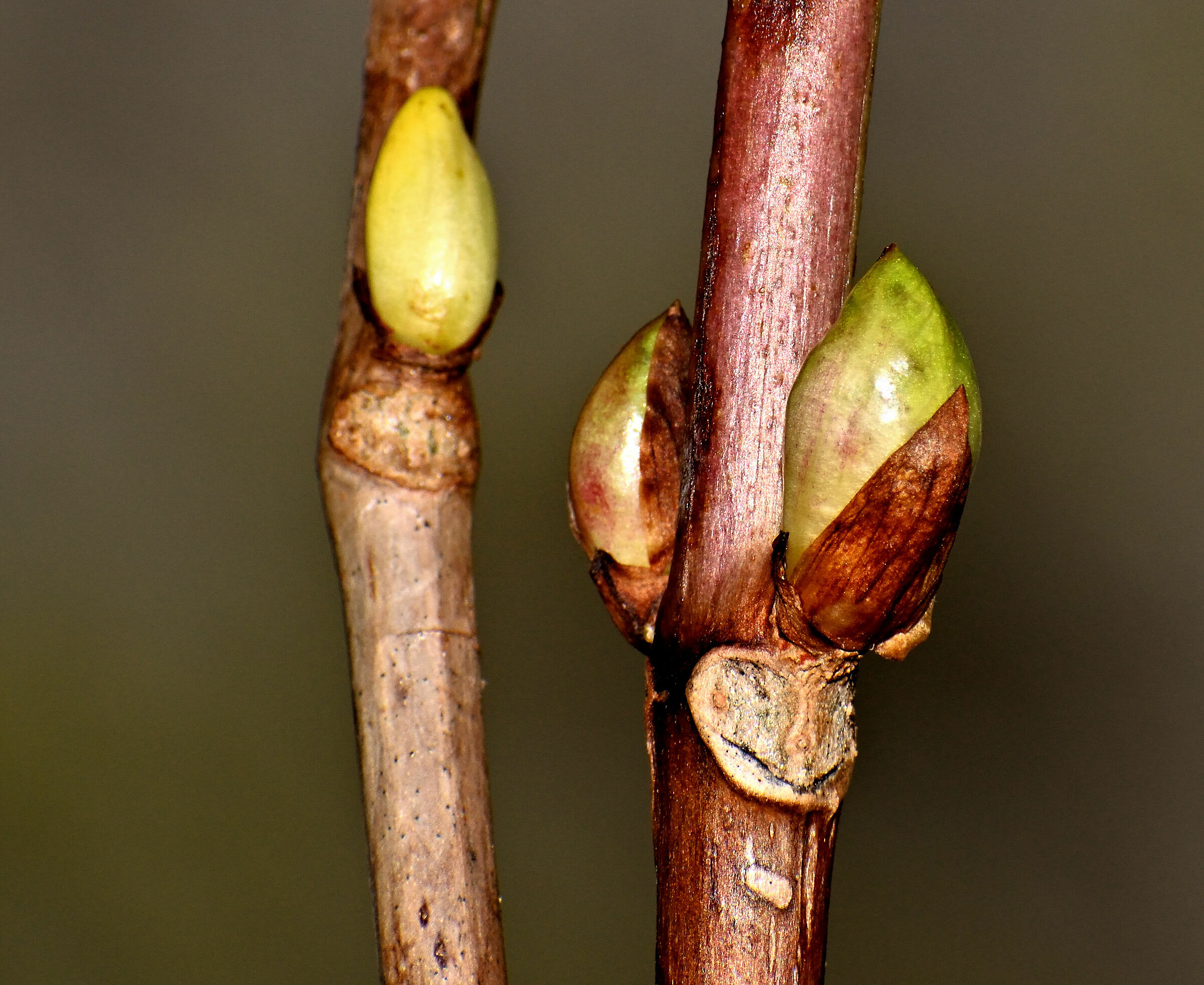 Bocciuolo ortensia 2