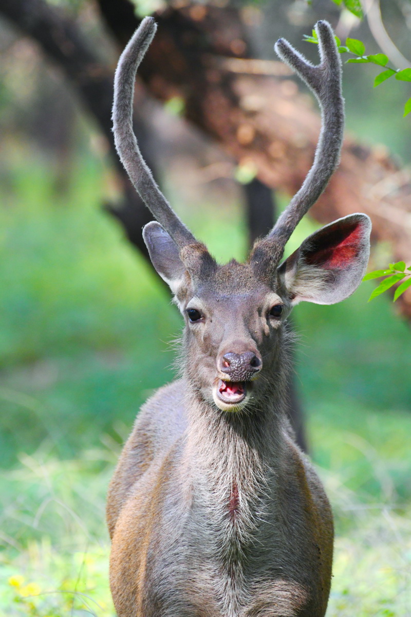 sambar deer
