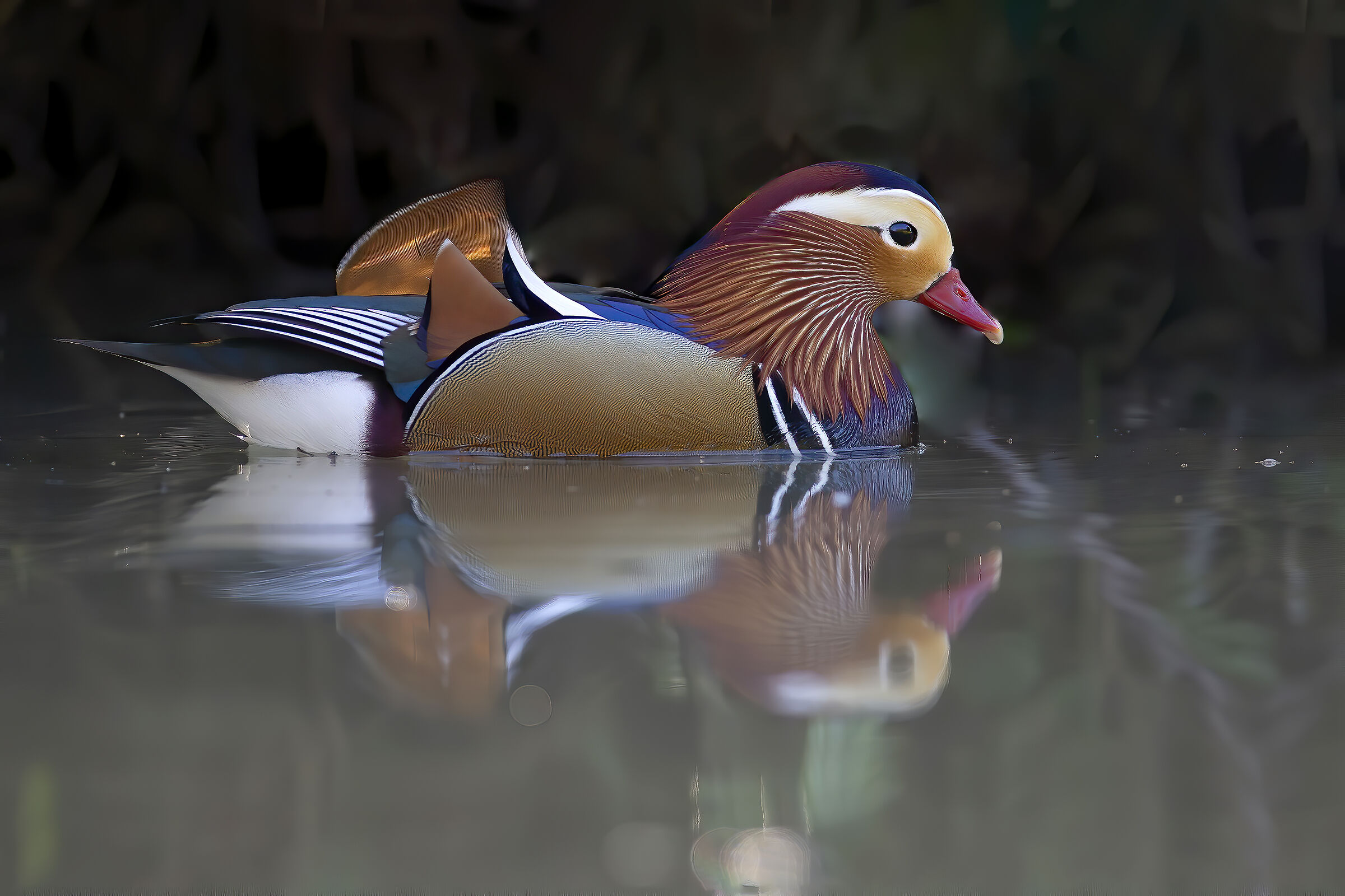 Mandarin Duck
