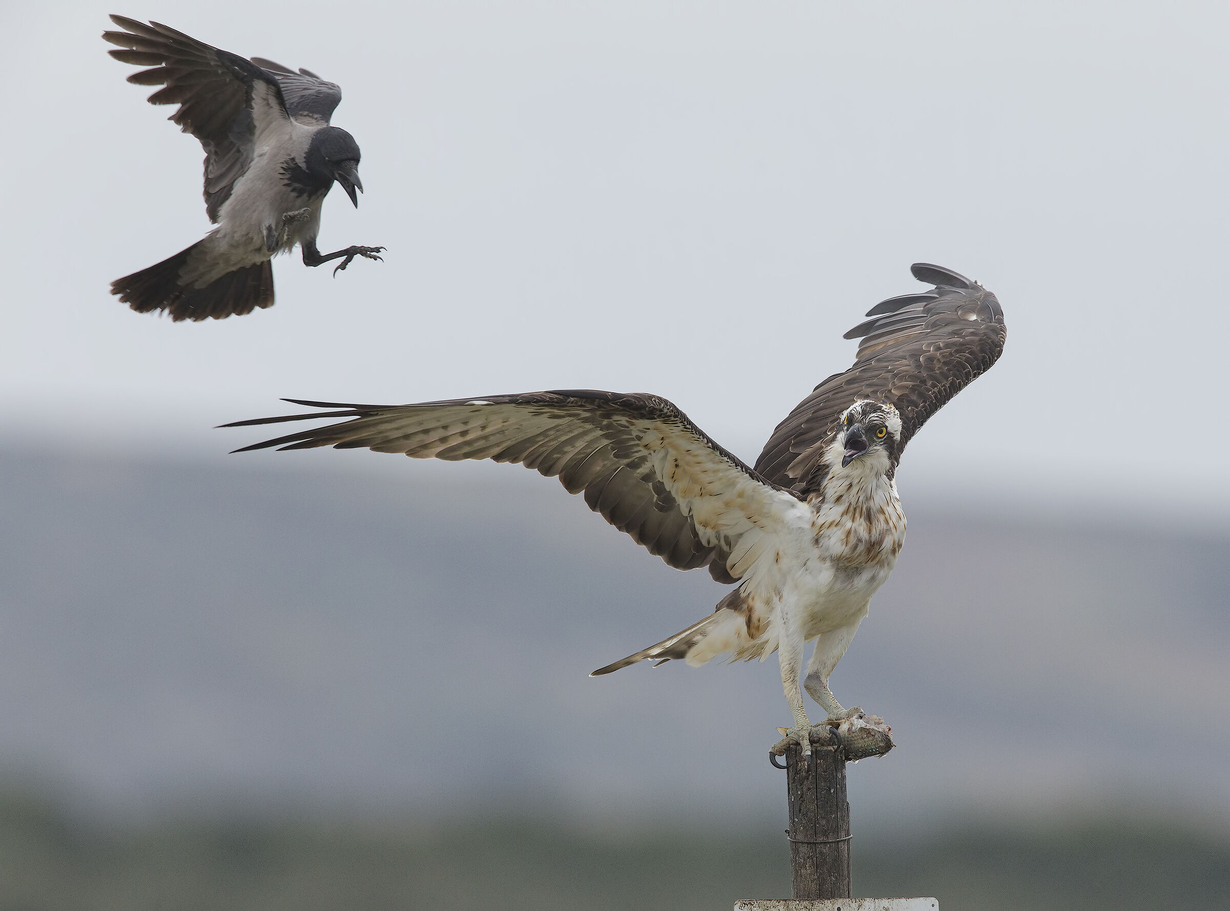 maledette cornacchie....