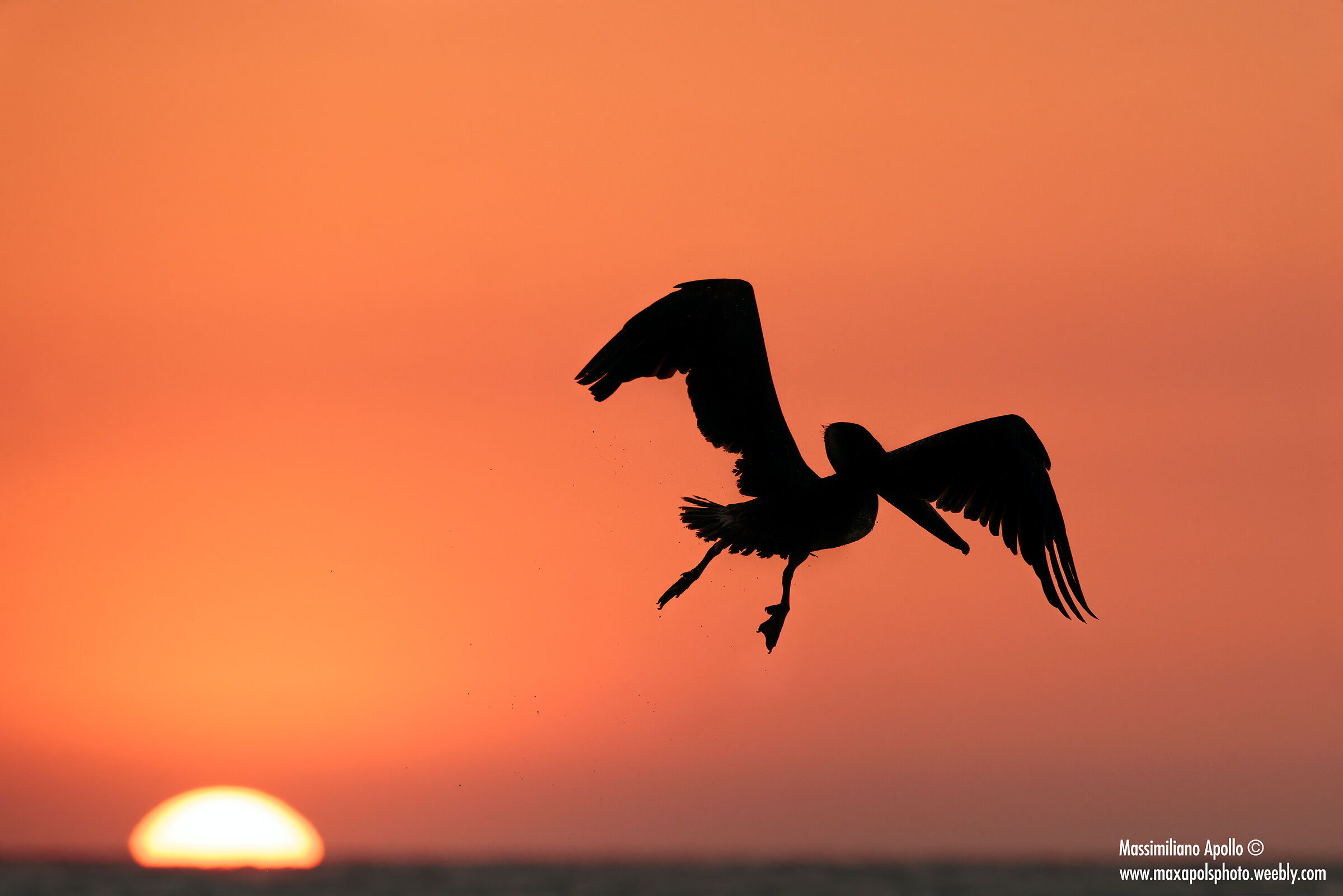 tramonto coi pellicani ..