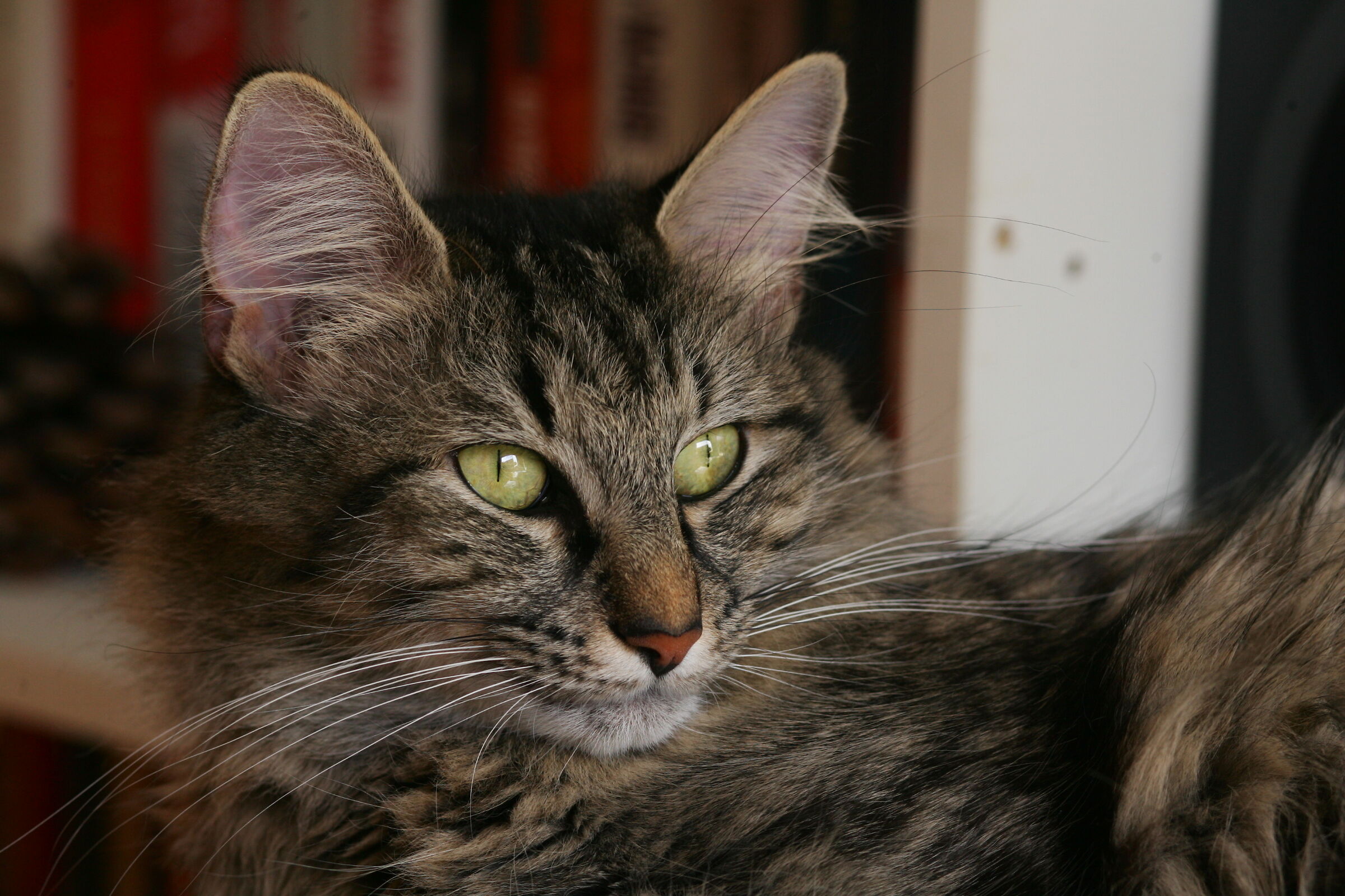 la "padrona" di casa